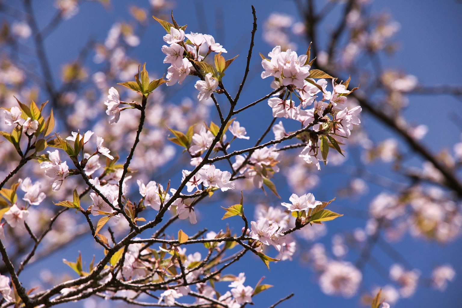 Fiori di ciliegio con nuove foglie verdi contro un cielo blu
