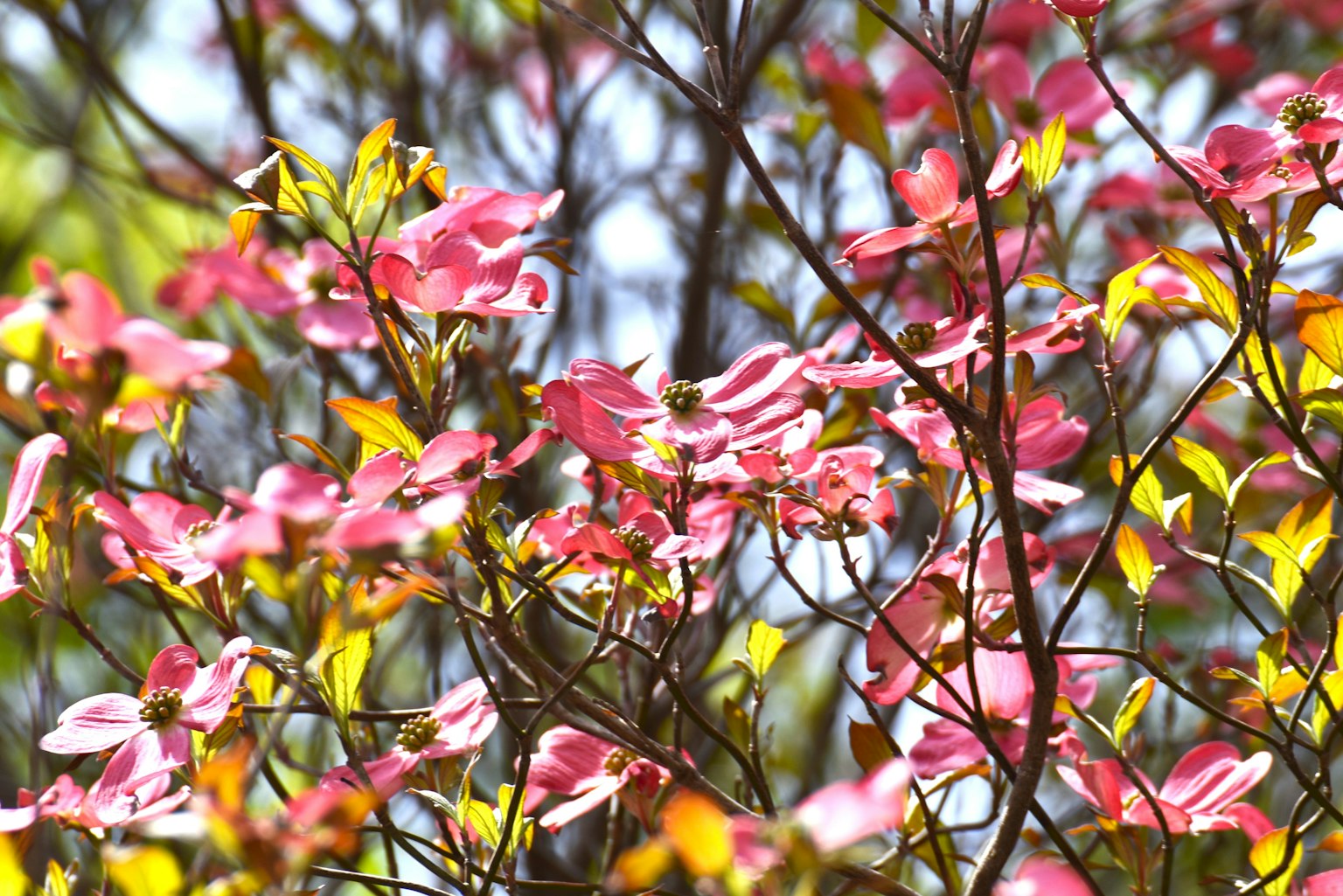 Schöne Szene mit sich überlappenden Zweigen mit rosa Blumen und grünen Blättern