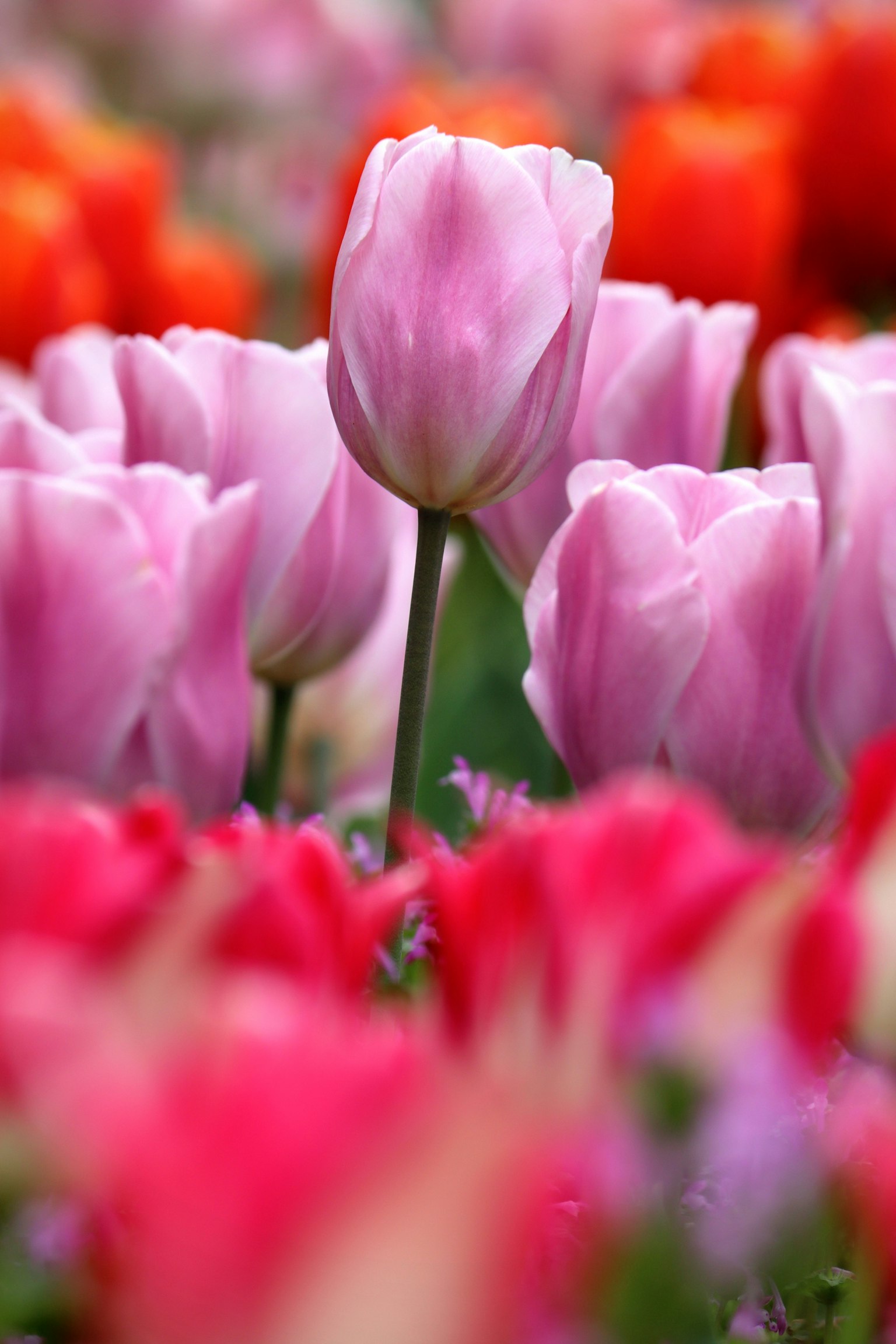 Un colorido campo de flores lleno de tulipanes con un tulipán rosa prominente en el centro