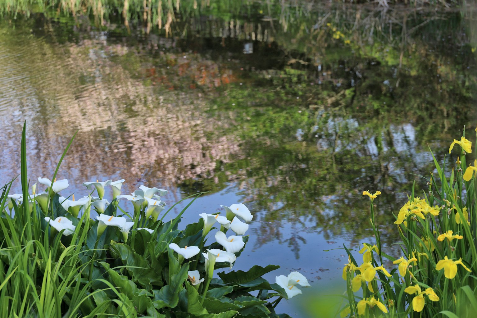 池塘边白色和黄色花朵的风景，周围绿意的倒影