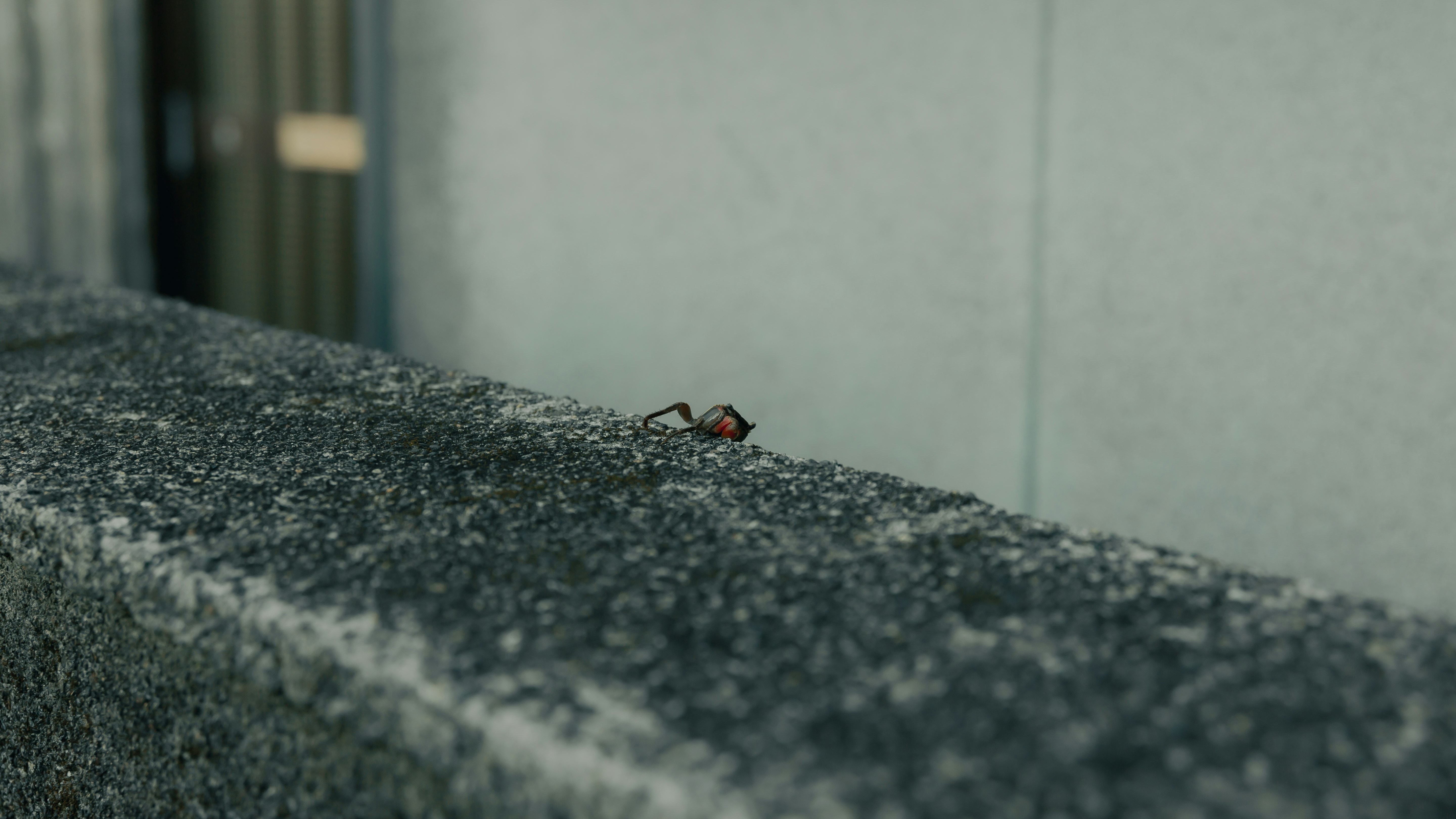 壁際のコンクリート床に置かれた小さな虫