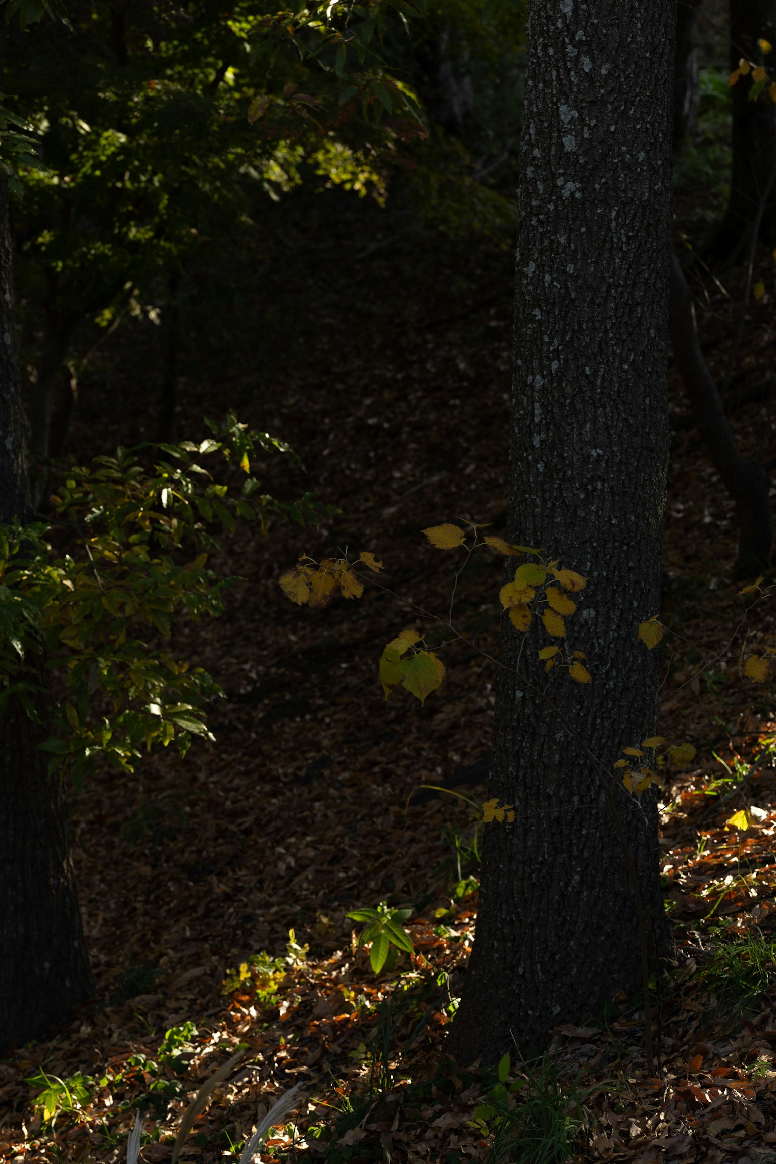 Dark forest scene with trees and fallen leaves