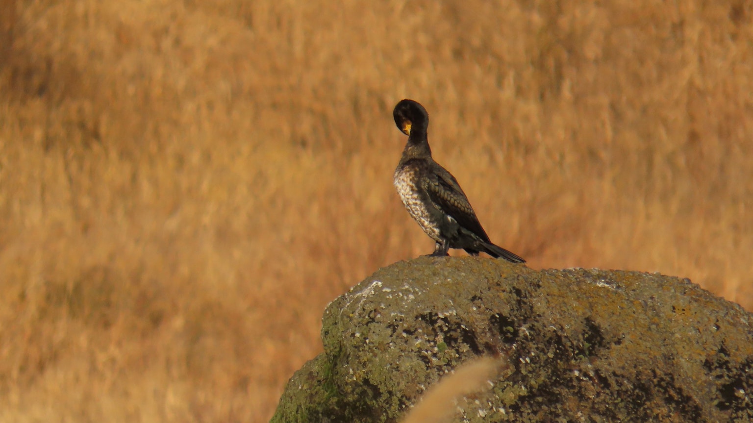 Silueta de un pájaro negro posado sobre una roca con un fondo de hierba dorada