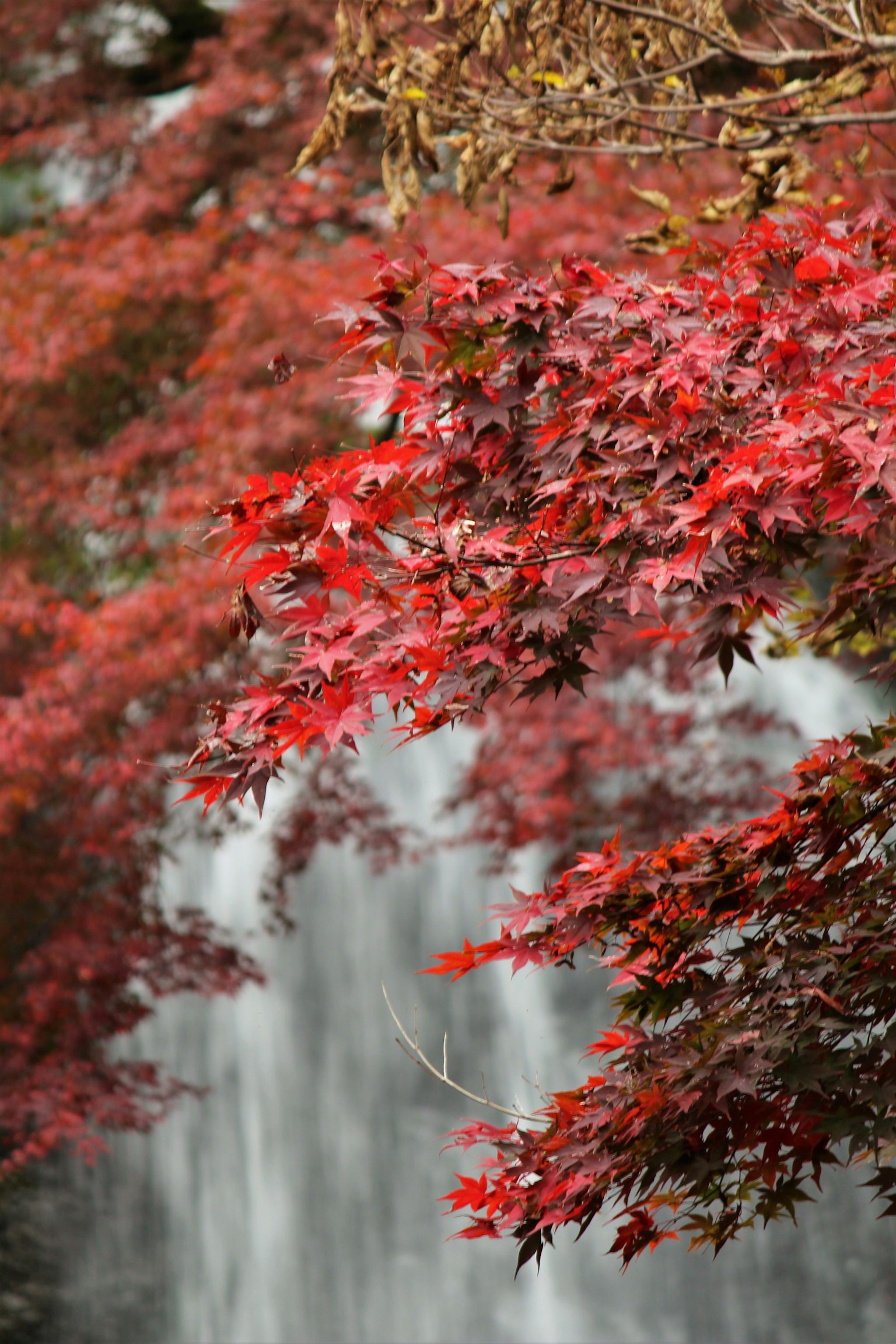 Pemandangan musim gugur dengan daun maple merah cerah dan air terjun di latar belakang