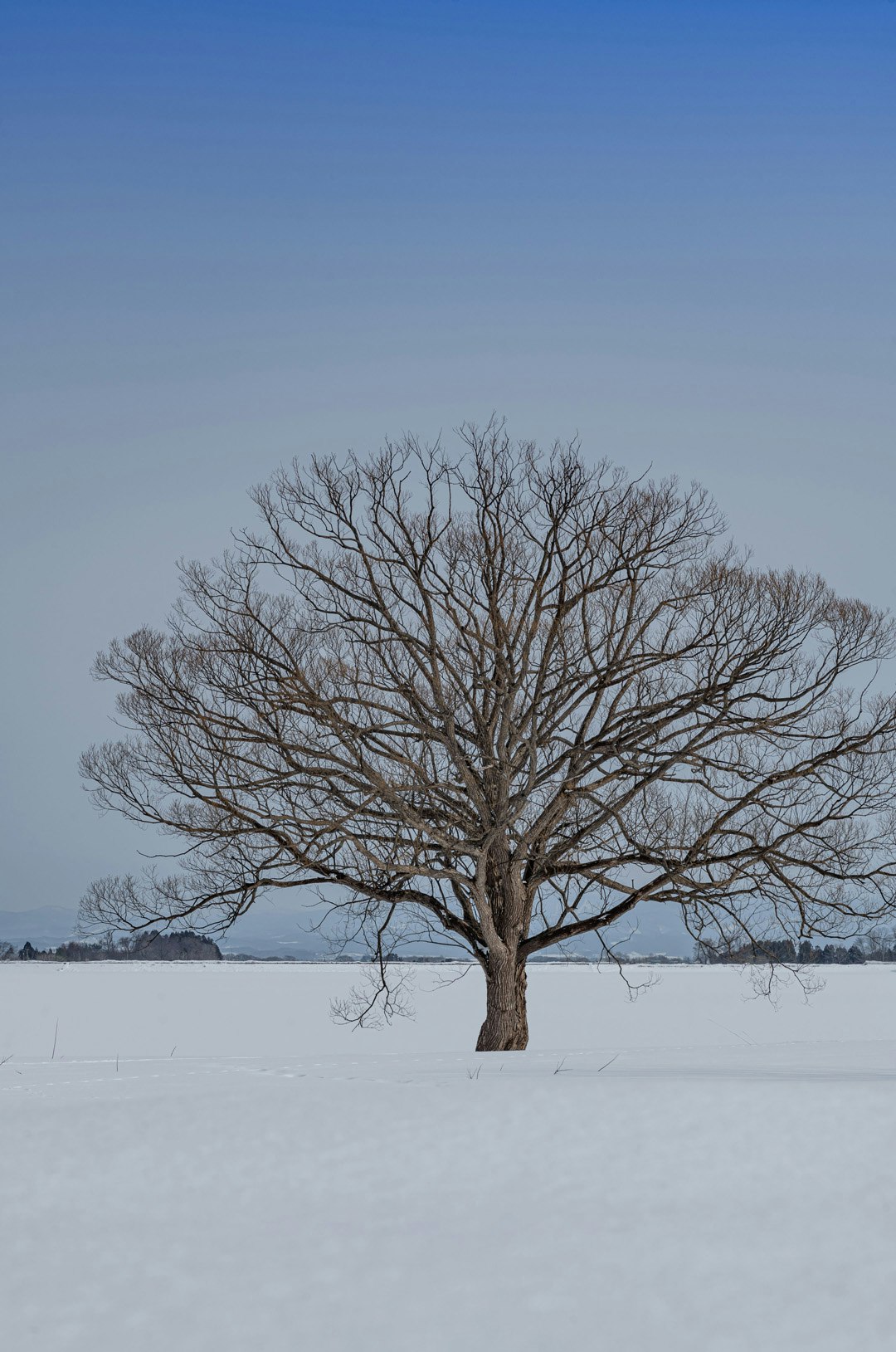 Arbre sans feuilles se tenant dans un paysage enneigé