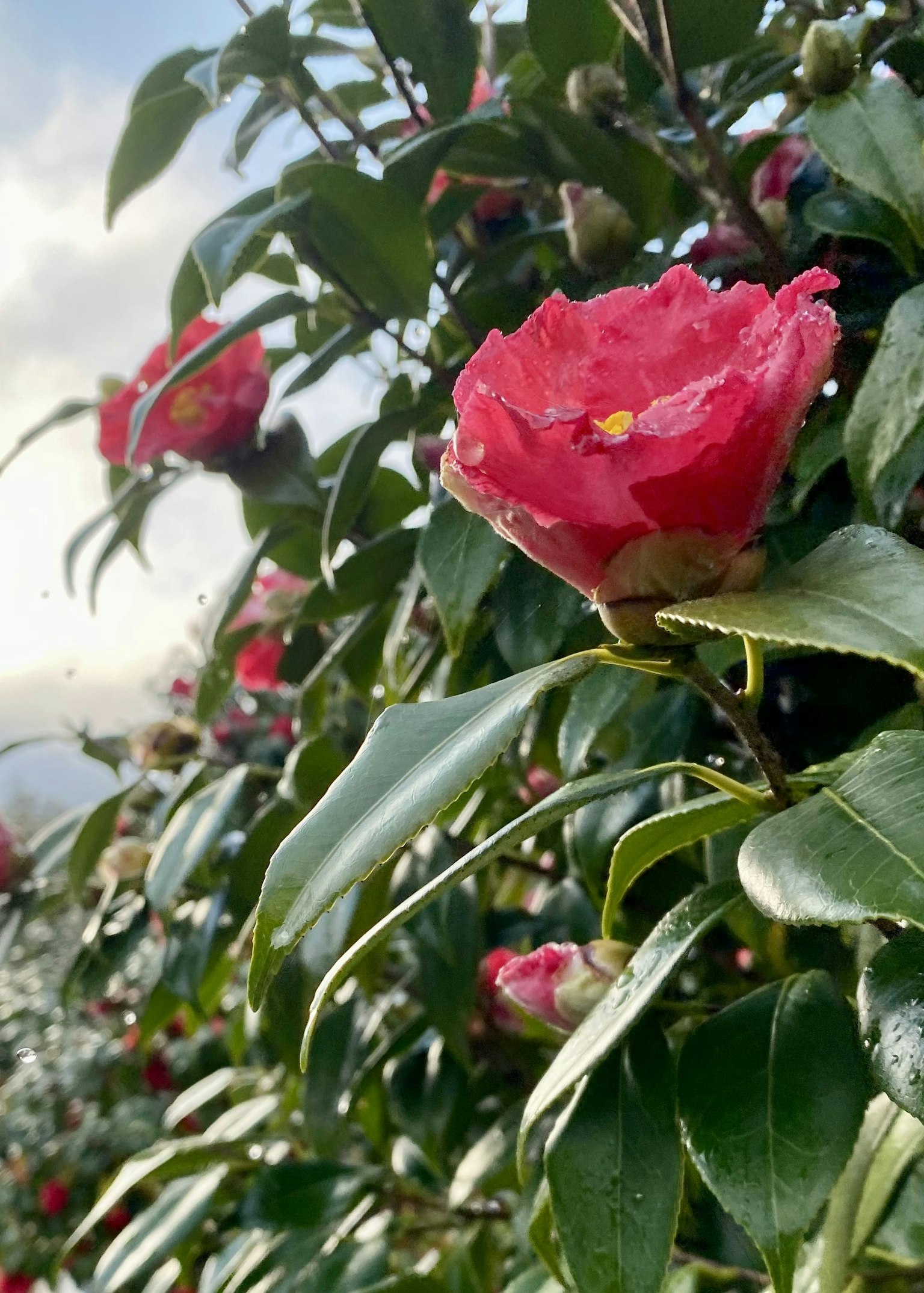 盛开的红花与郁郁葱葱的绿叶的特写
