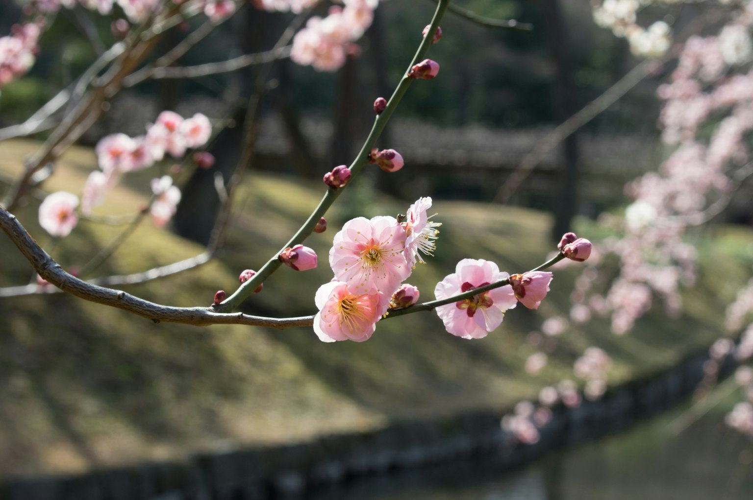 Primo piano di fiori di prugno in fiore su un ramo
