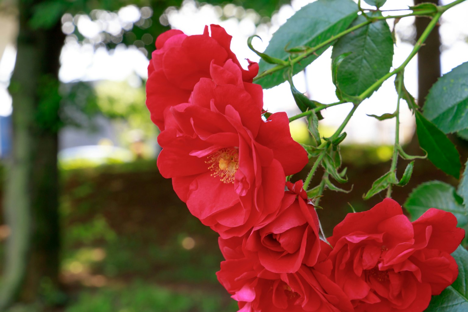 Rosas rojas vibrantes floreciendo con hojas verdes de fondo