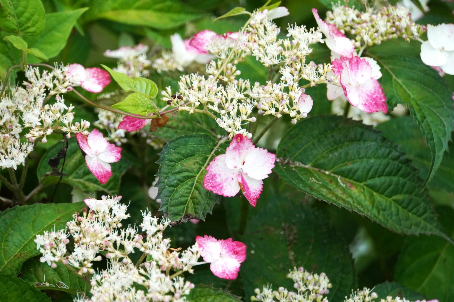 Una planta con flores blancas y rosas rodeada de hojas verdes
