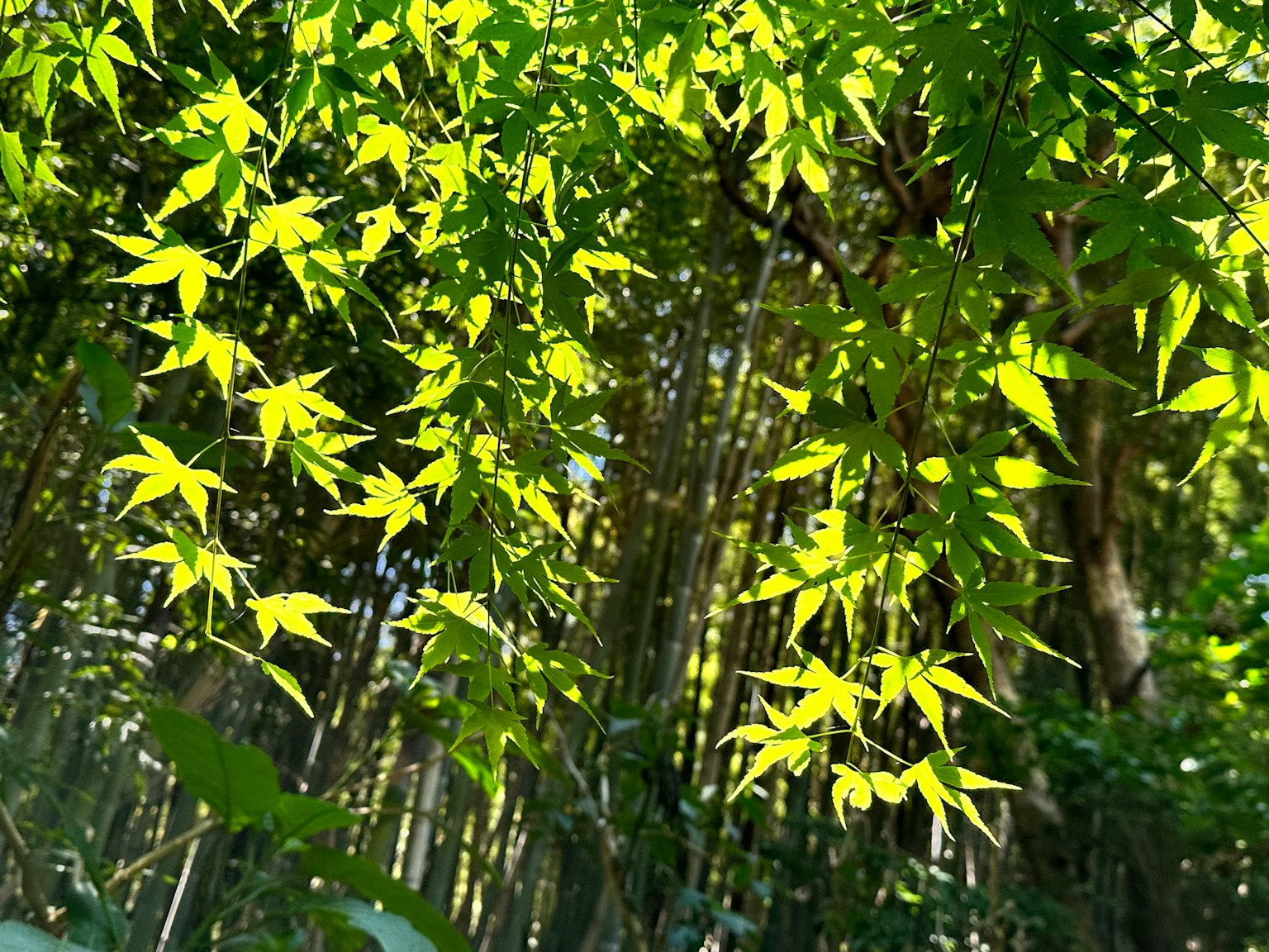 Scene of lush green leaves in a bamboo forest