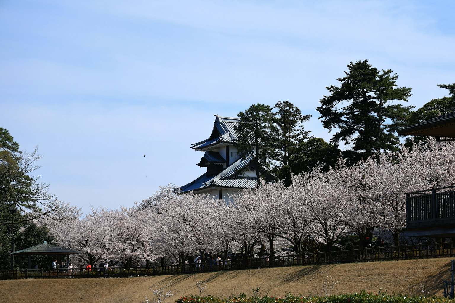 樱花树与背景中的城堡的风景