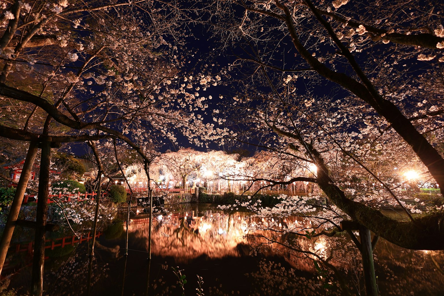 Pemandangan indah bunga sakura di malam hari dengan pantulan di kolam