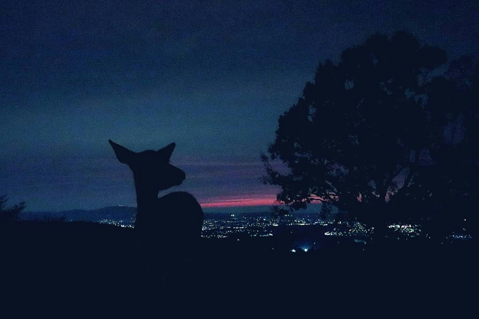 Silhouette di un cervo accanto a un albero contro lo skyline di una città di notte
