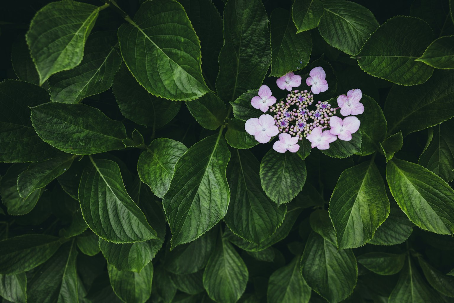 Zarte lila Blume blüht zwischen grünen Blättern