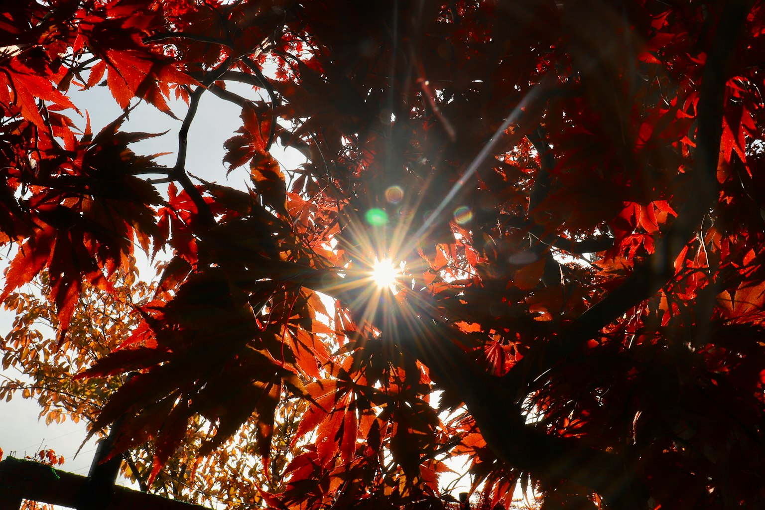 Lumière du soleil filtrant à travers des feuilles rouges