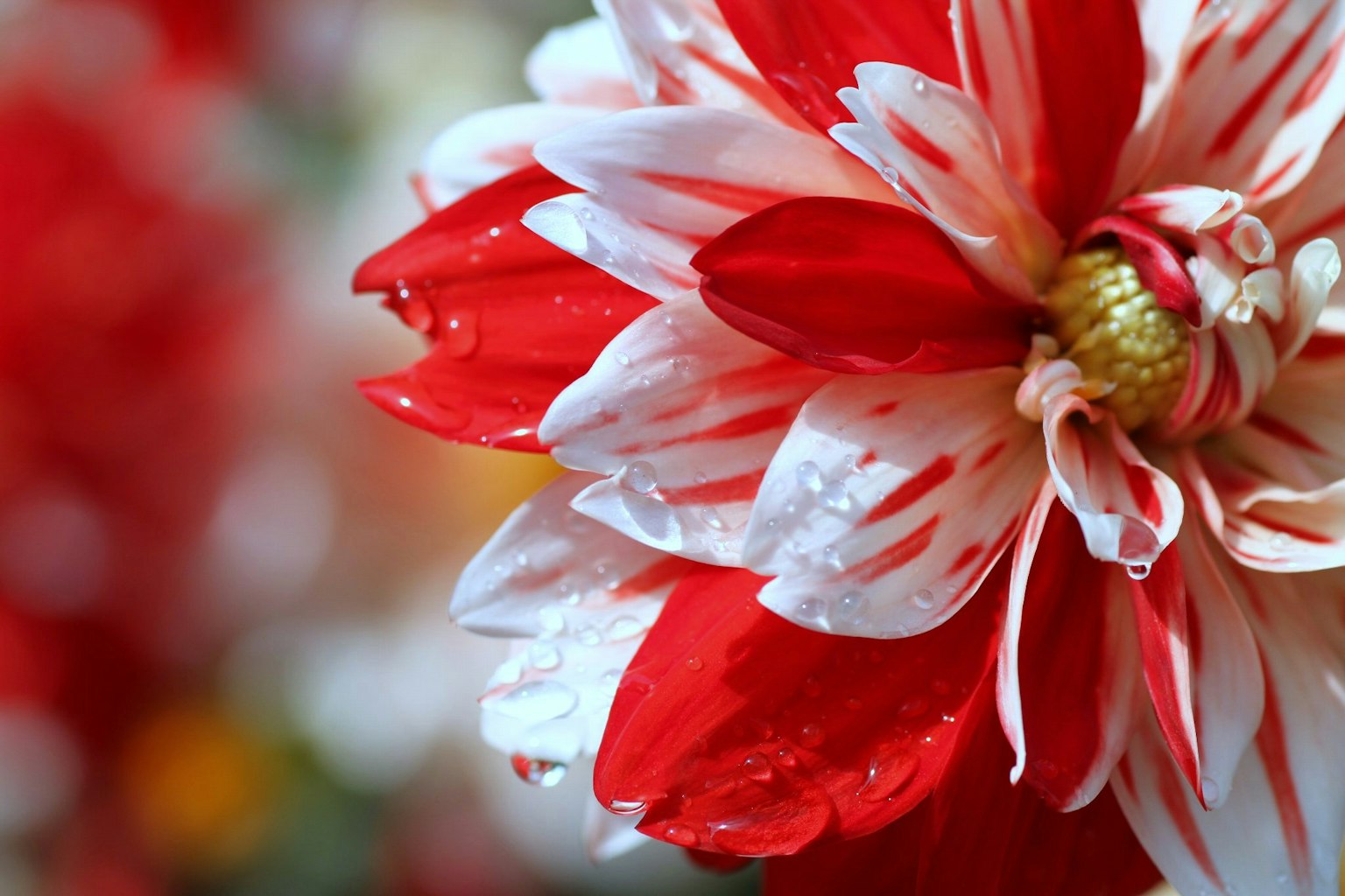 Close-up of a flower with vibrant red and white petals