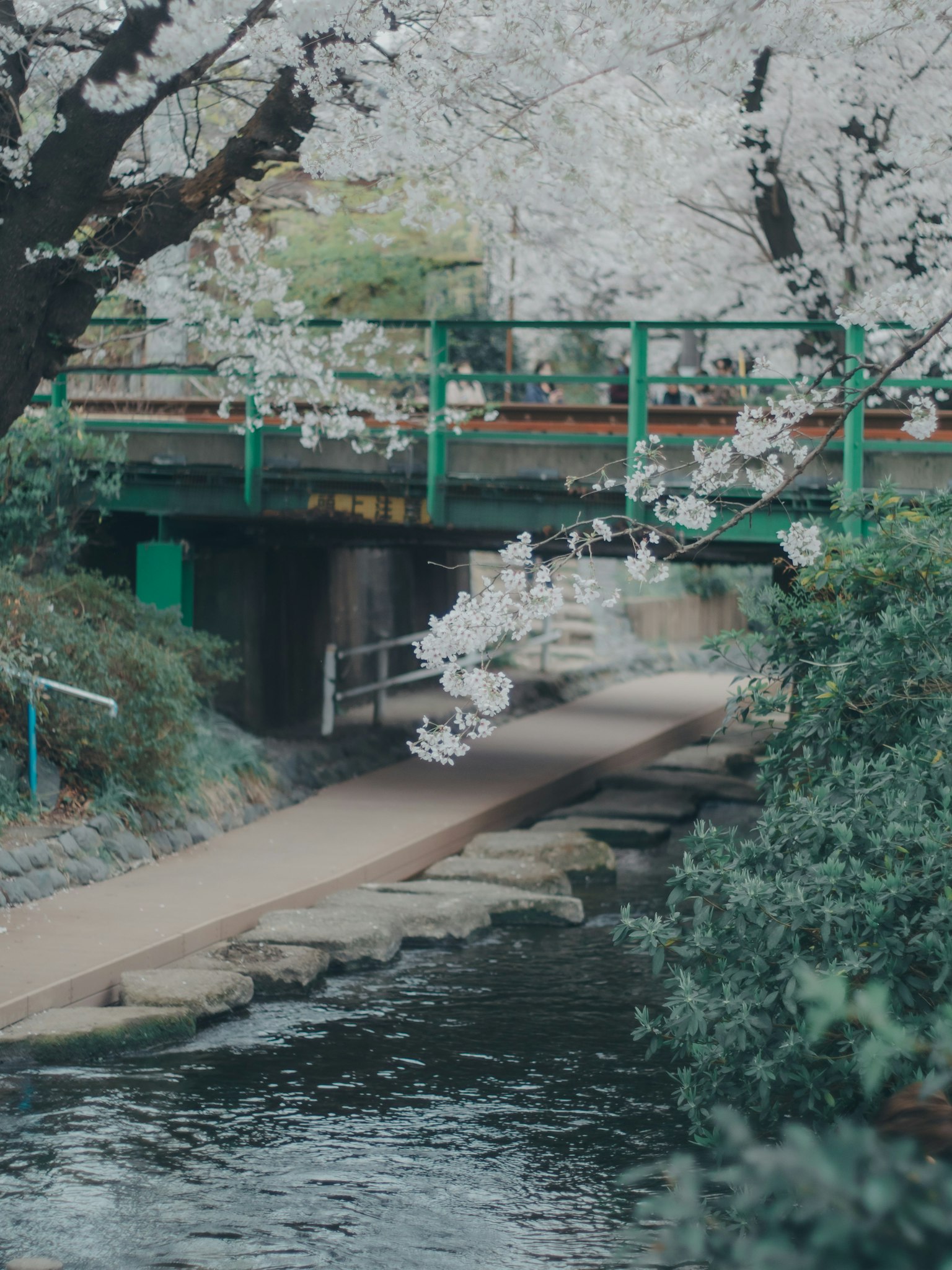 Vue pittoresque d'un ruisseau avec des cerisiers un pont vert en travers