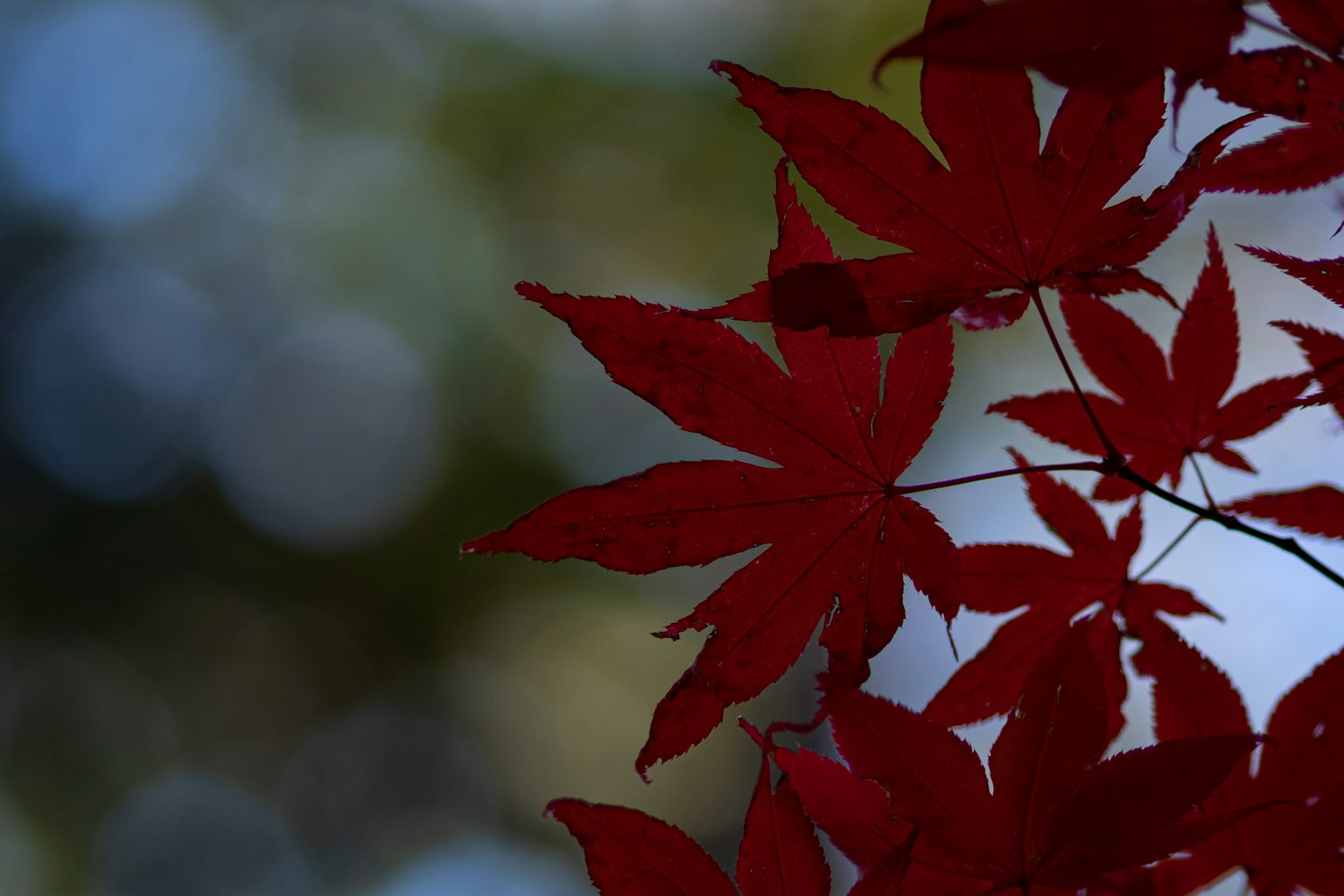 Immagine di foglie di acero rosse su uno sfondo sfocato