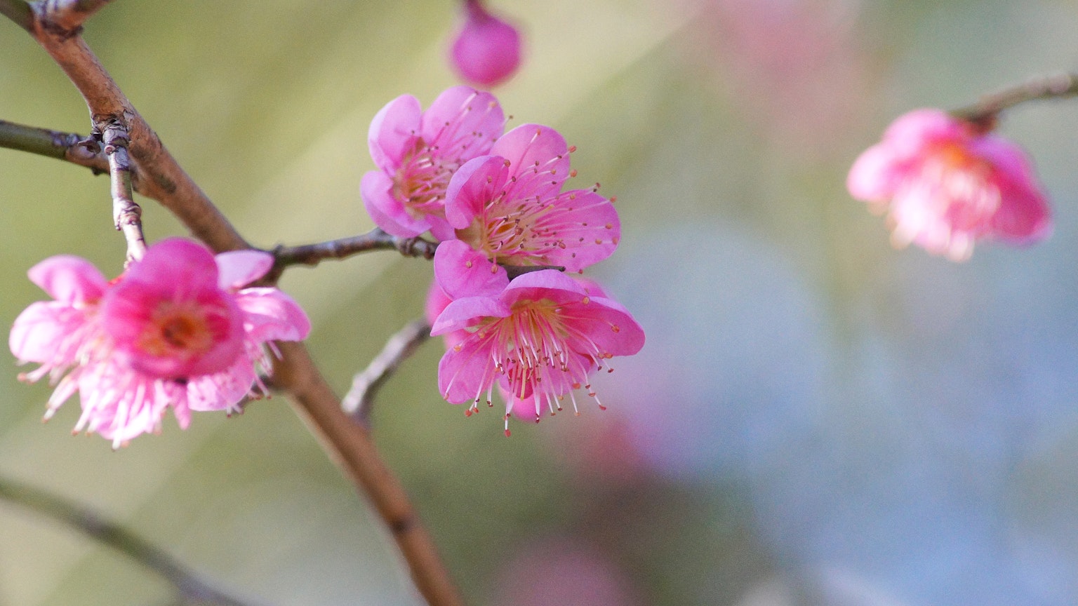 Close-up of blooming pink flowers on a branch