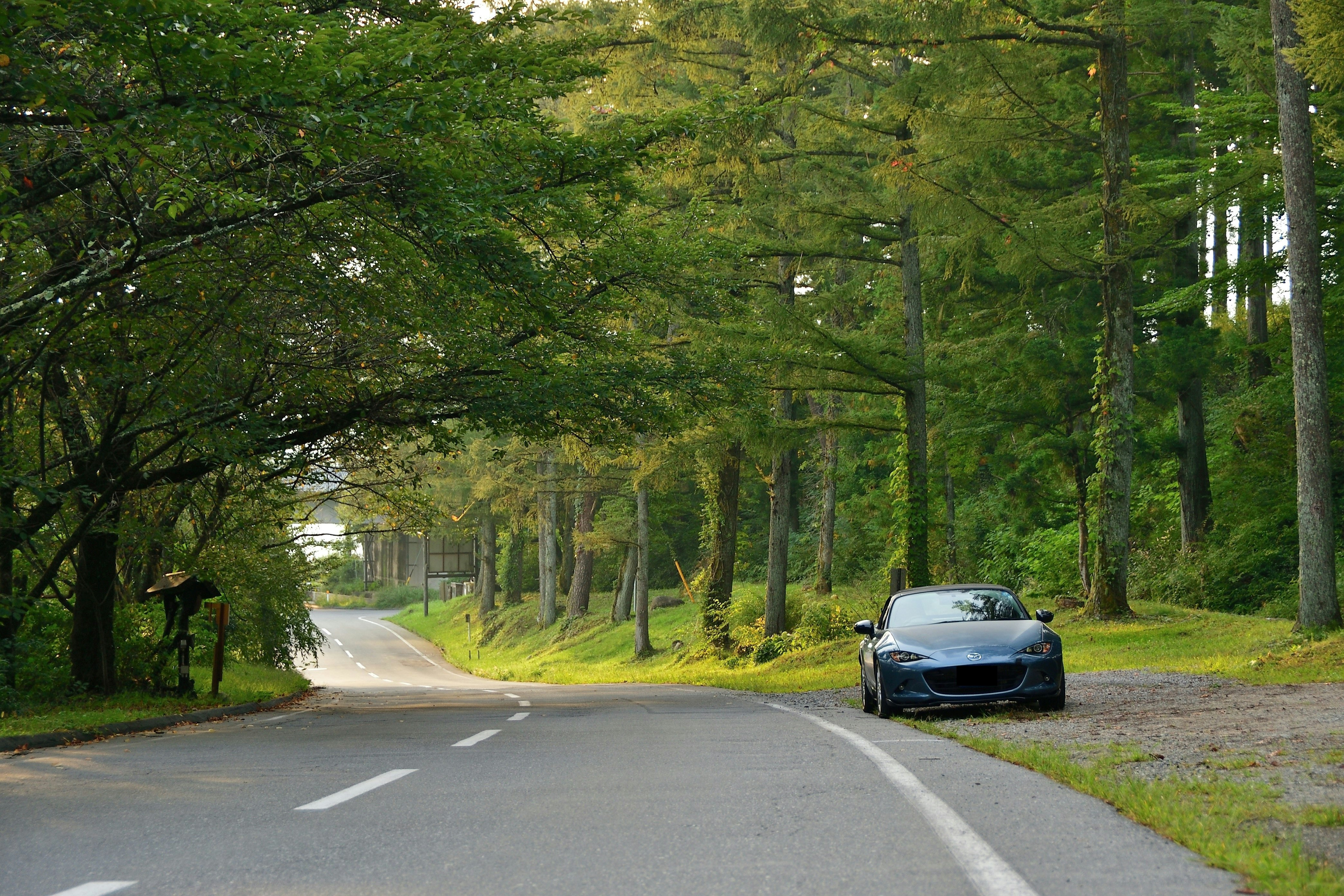 Landstraße mit Auto auf einer grünen Allee
