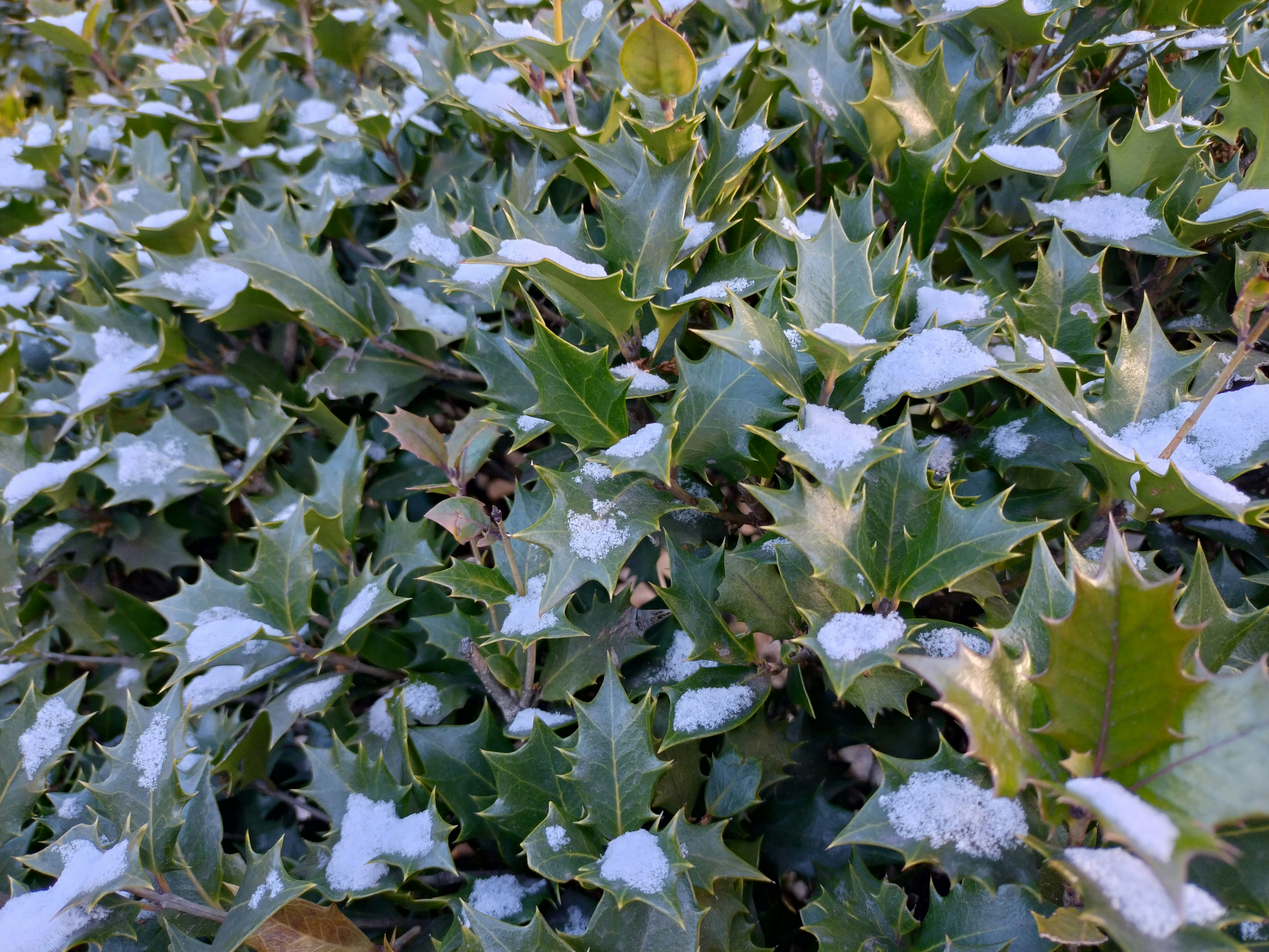 雪の積もった葉の茂み