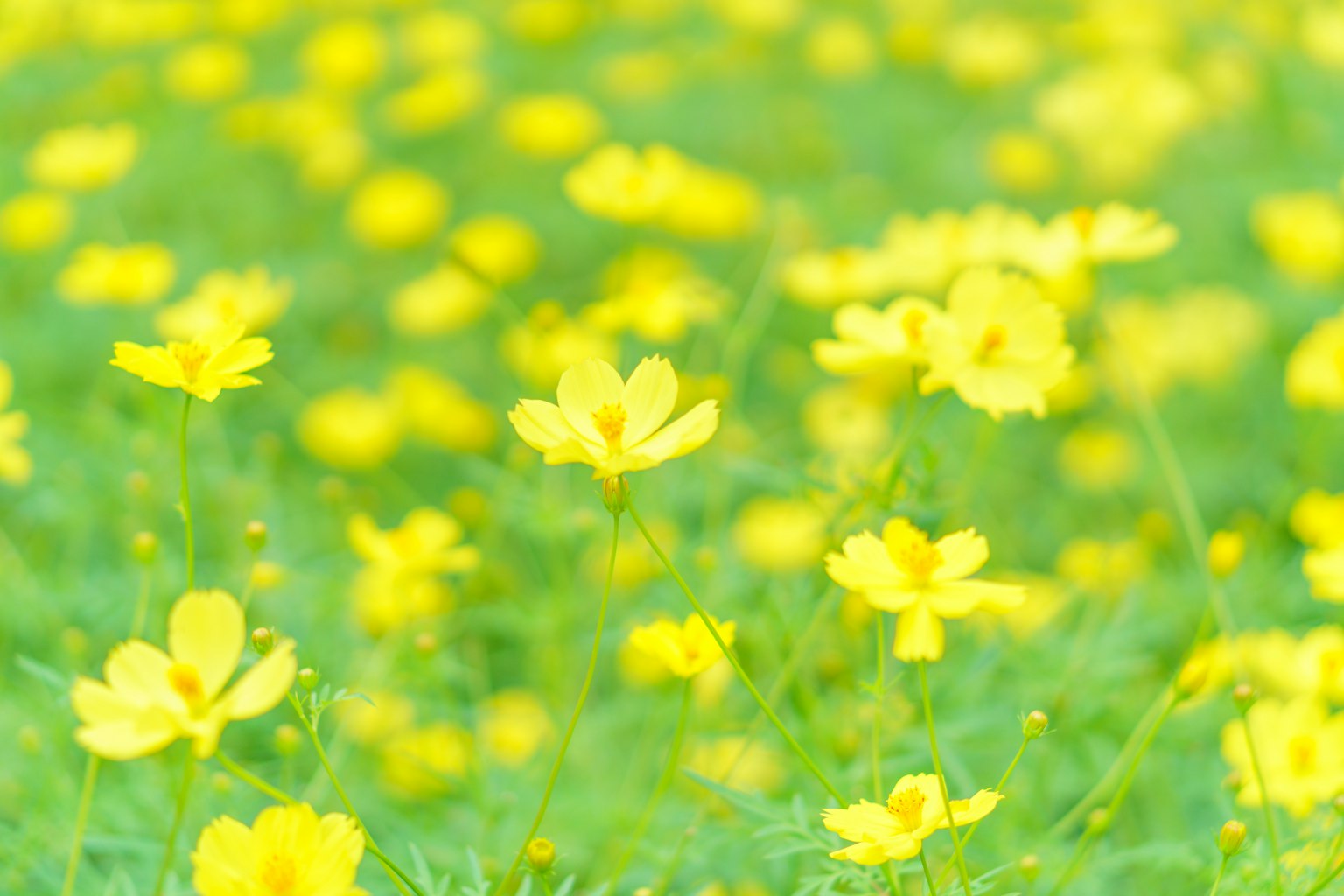Un champ vibrant de fleurs jaunes dans un paysage vert