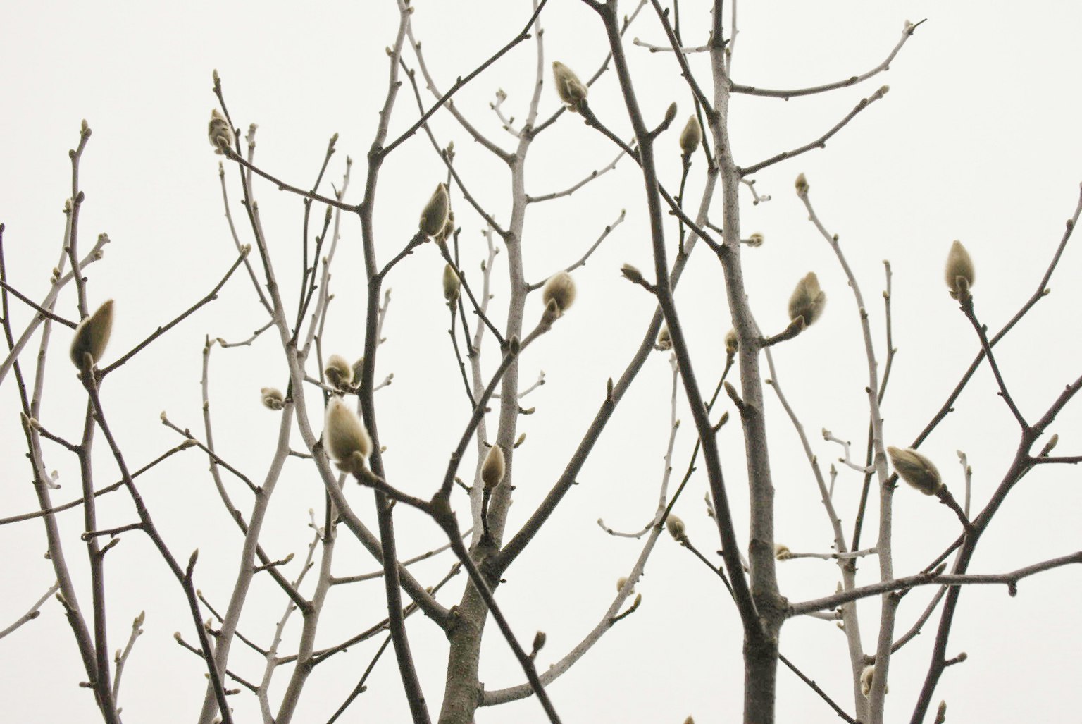 Immagine di rami di albero con piccoli germogli su uno sfondo chiaro