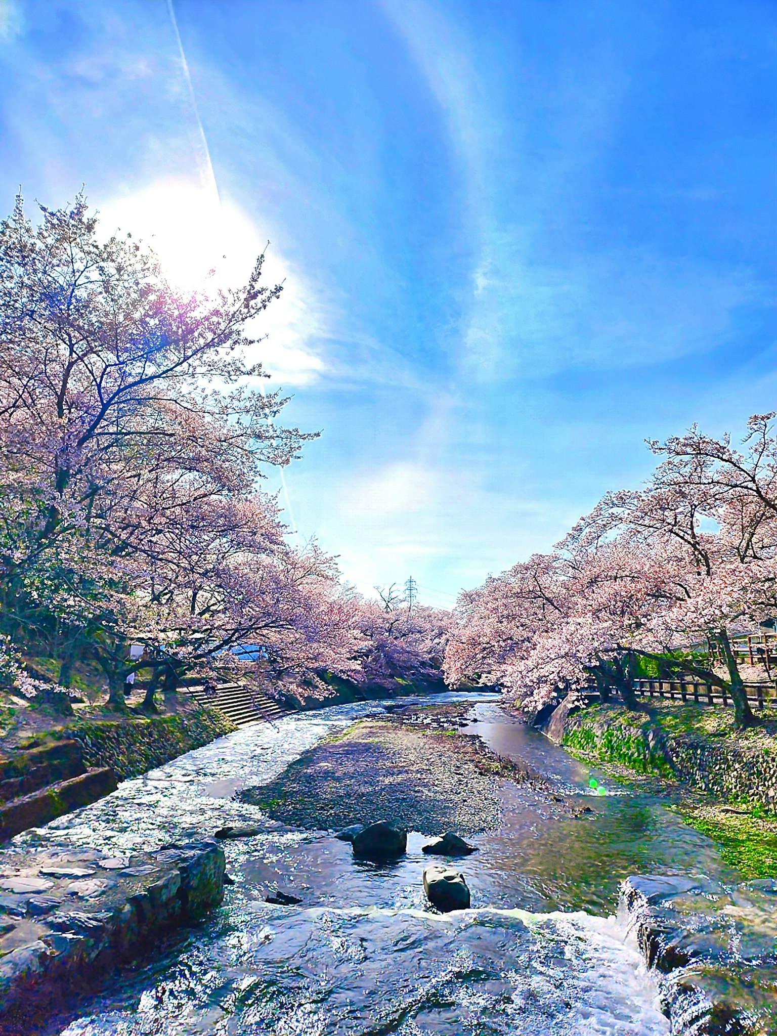 Scenic river view with cherry blossom trees under a blue sky