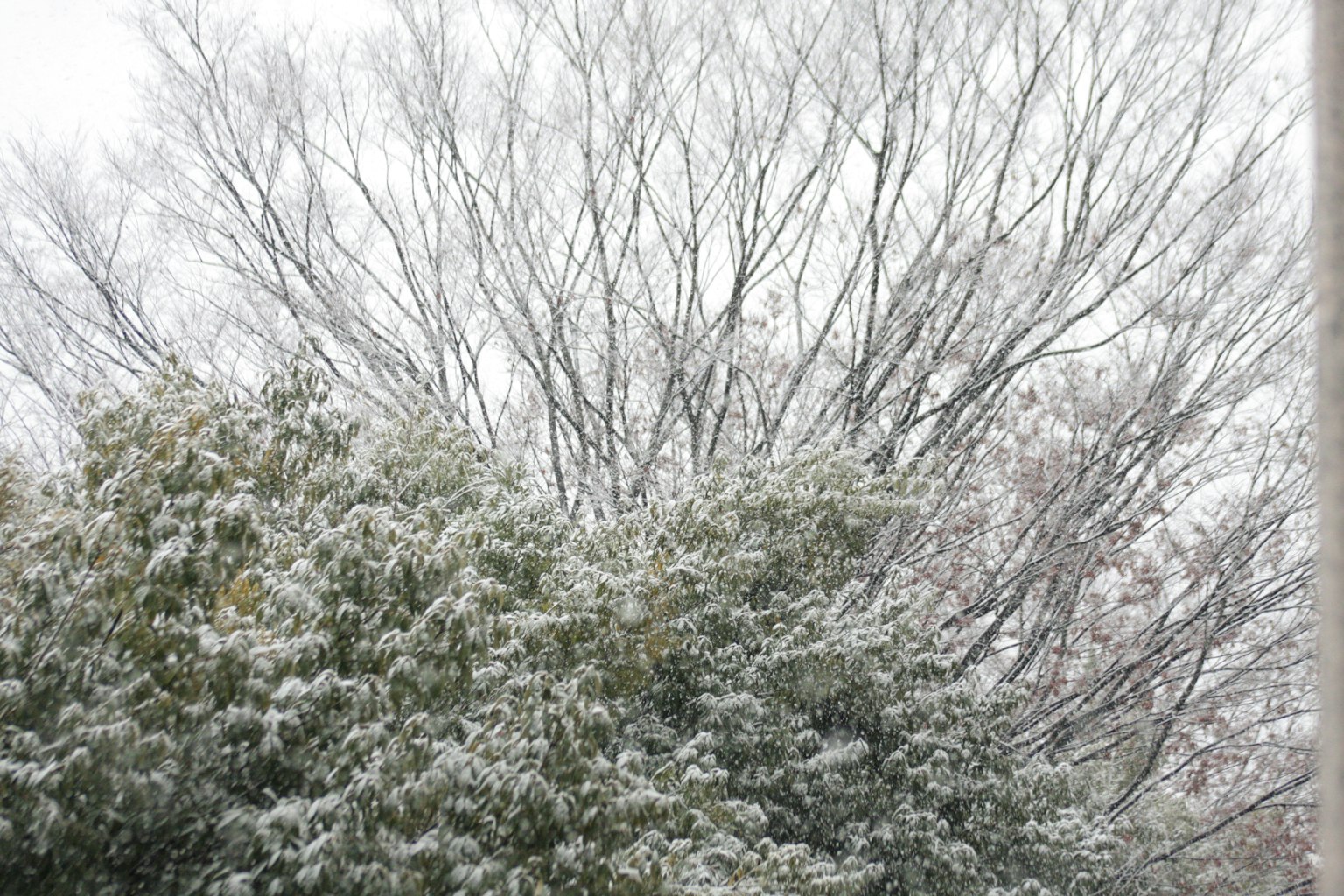 Snow-covered trees in a winter landscape