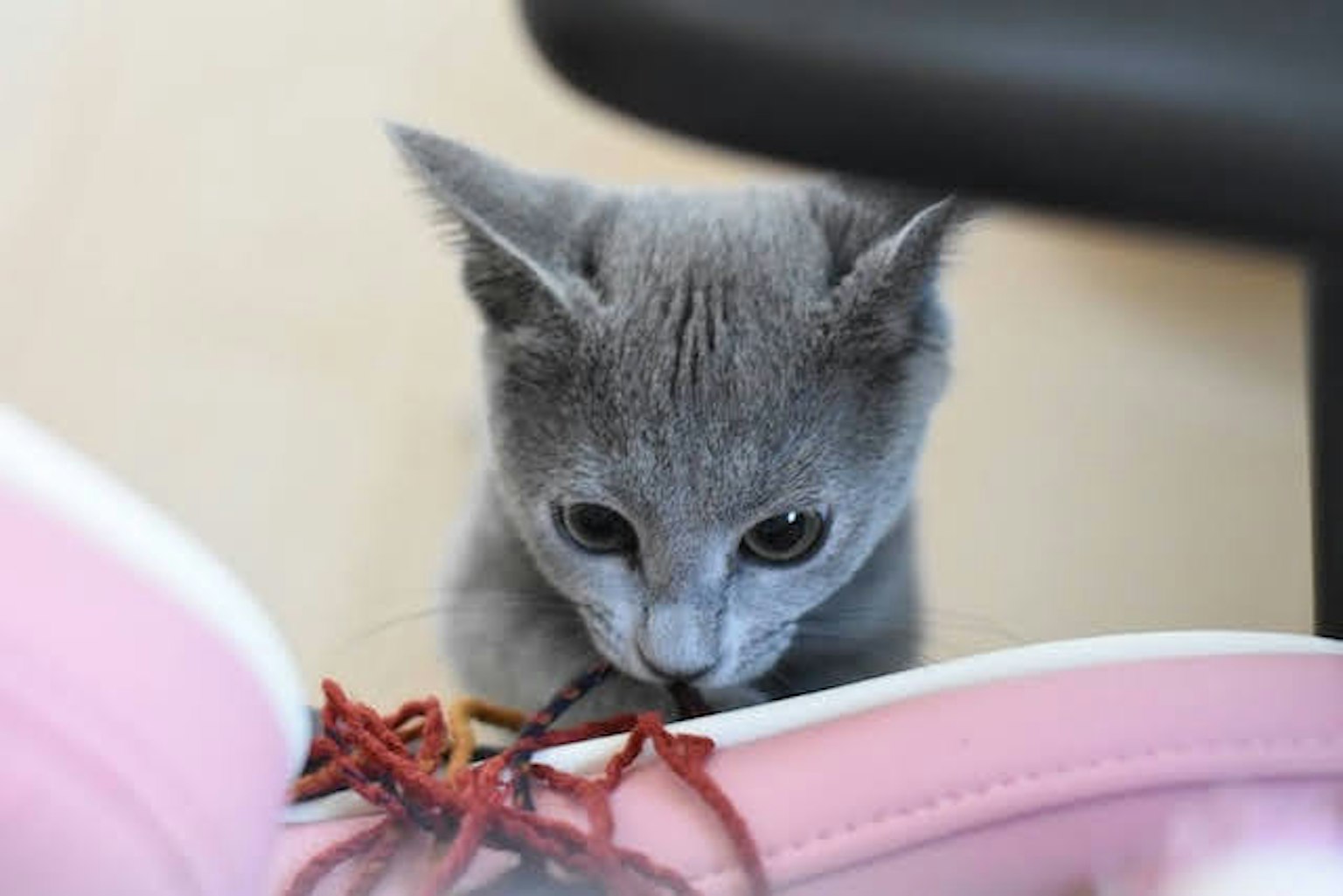 Un chaton gris regardant curieusement un lacet rose
