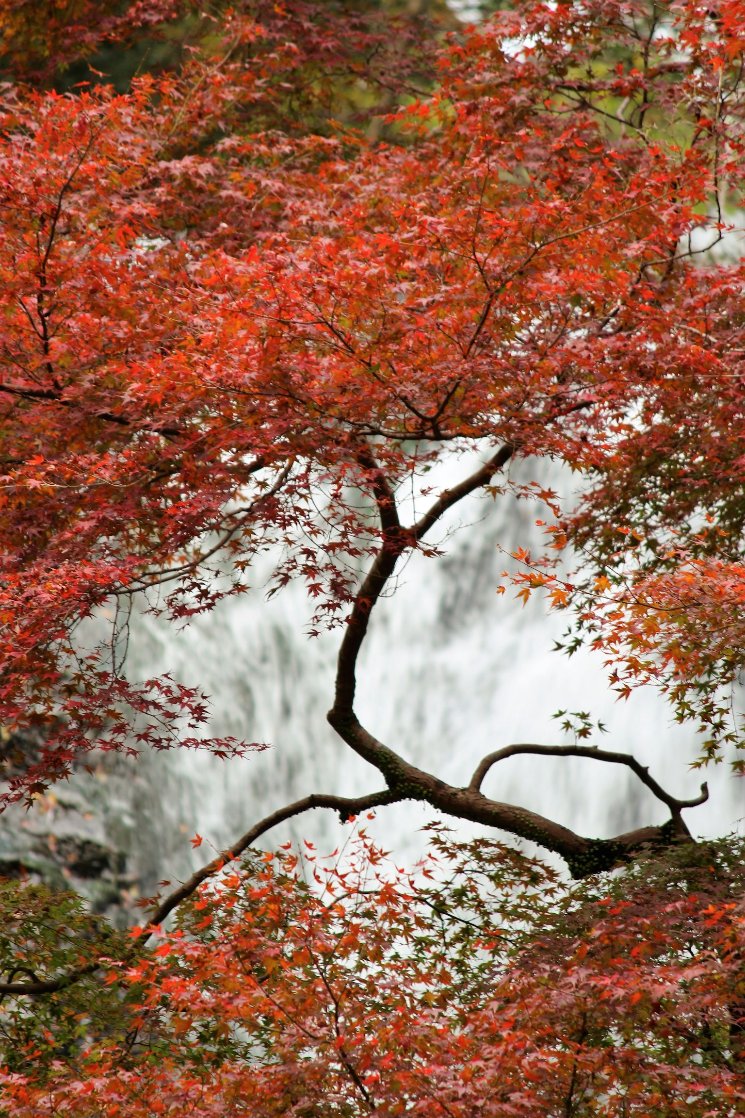 Pemandangan indah dengan pohon maple dan air terjun di latar belakang