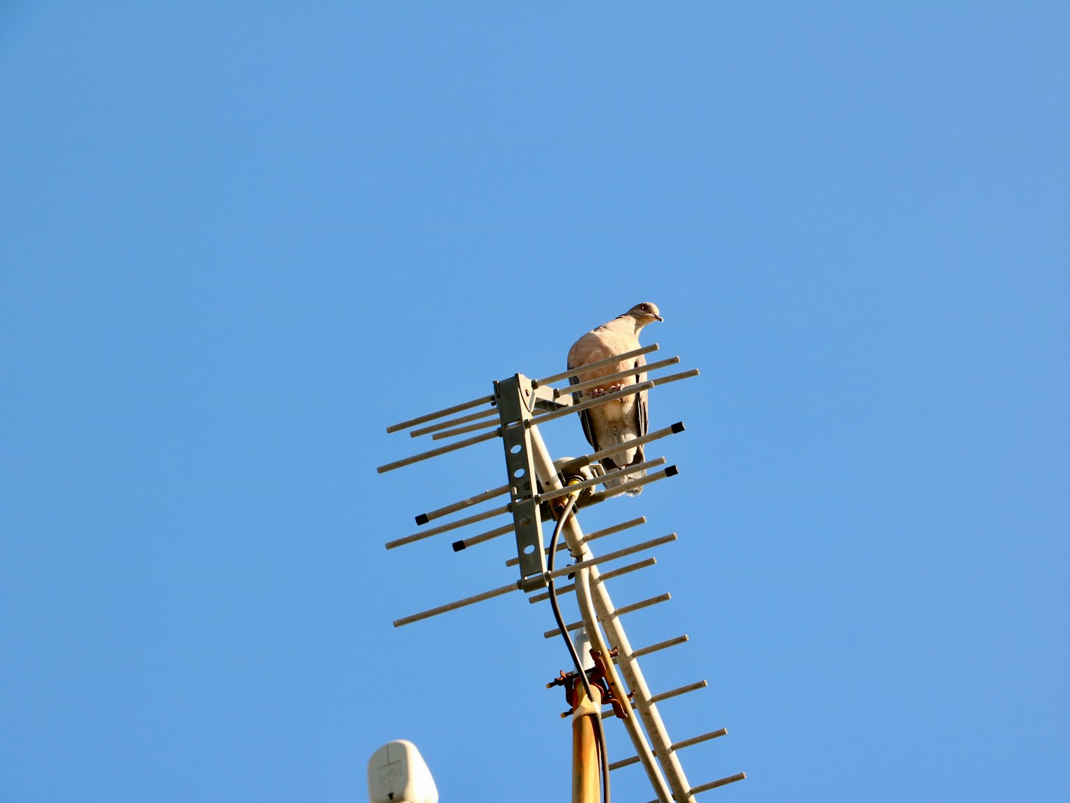 Chim đậu trên antenne dưới bầu trời xanh trong