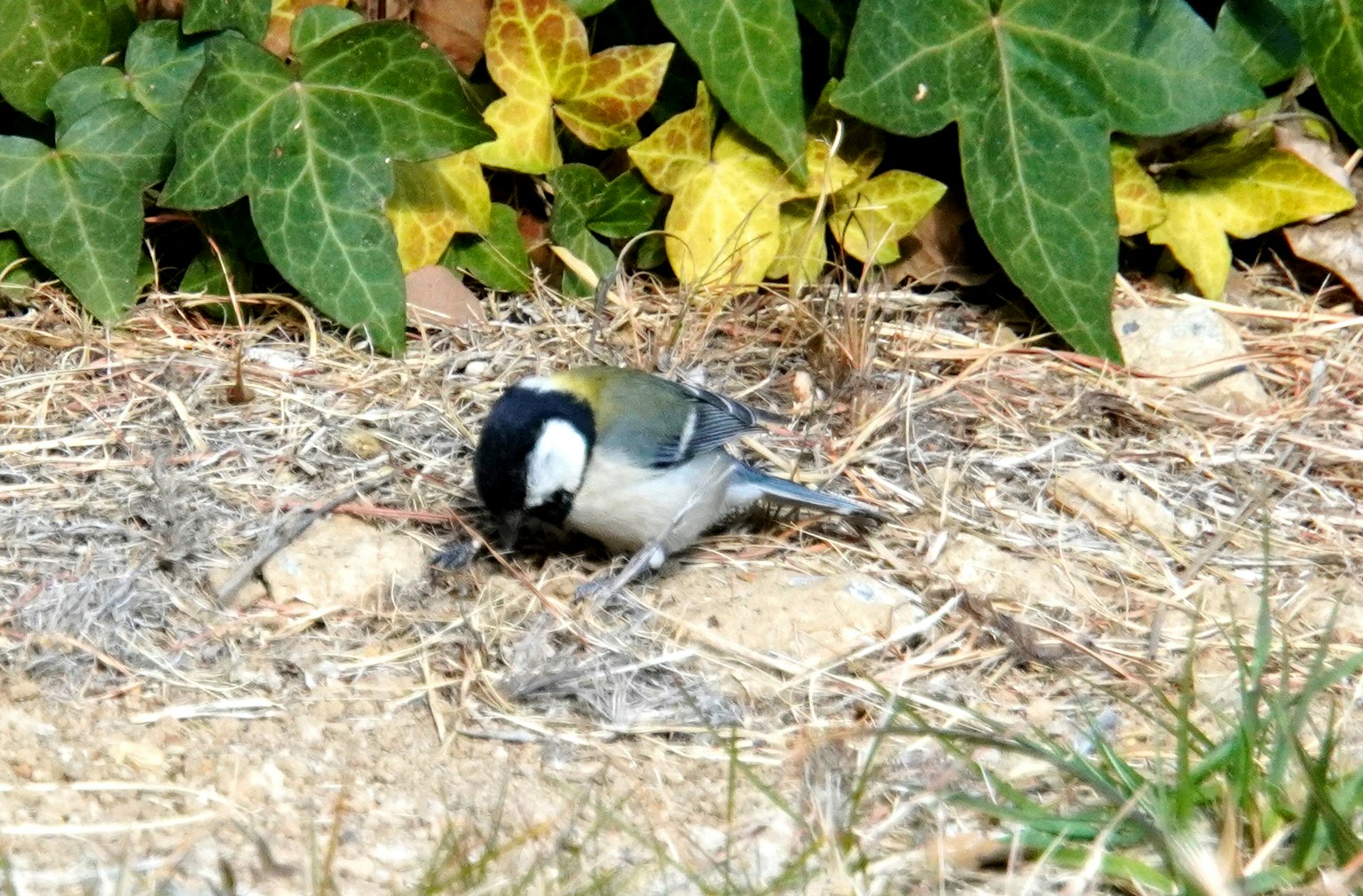 Ein Kohlmeisenvogel, der am Boden nach Futter sucht, umgeben von grünen Blättern