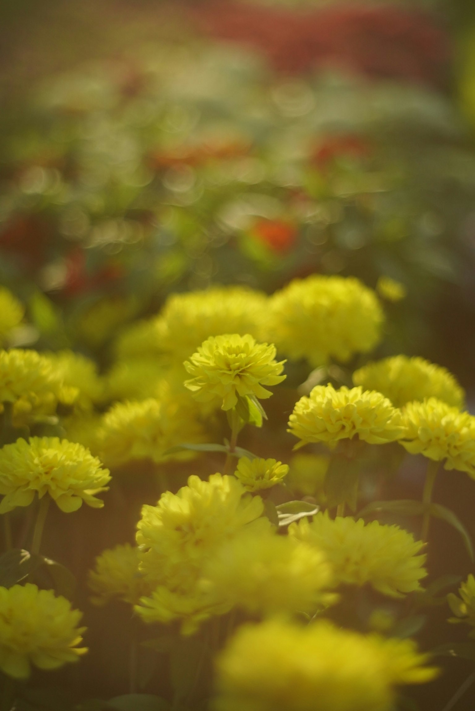Lebendige gelbe Blumen im Vordergrund mit verschwommenen roten Blumen im Hintergrund