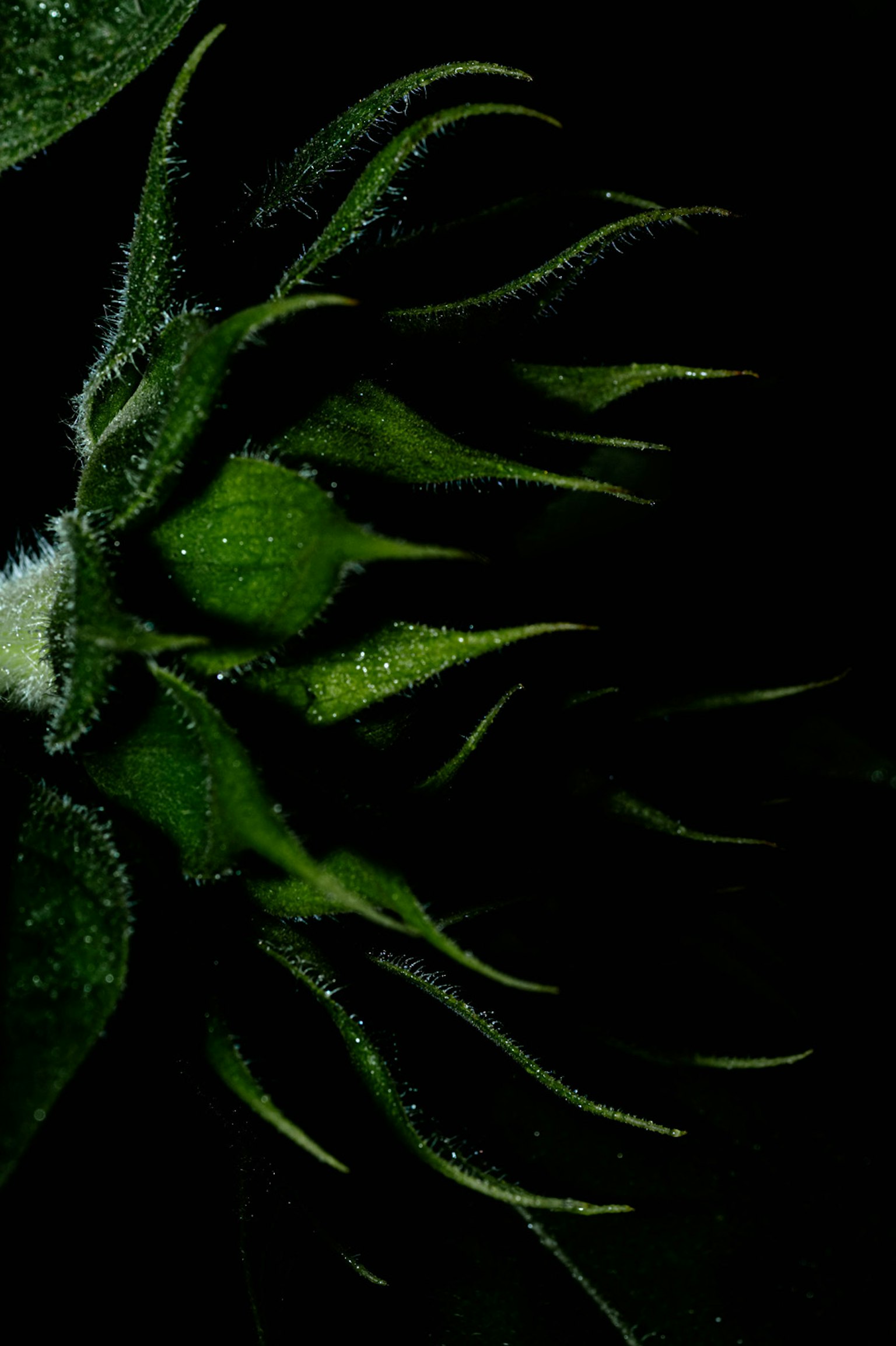 Image of a green plant bud against a dark background