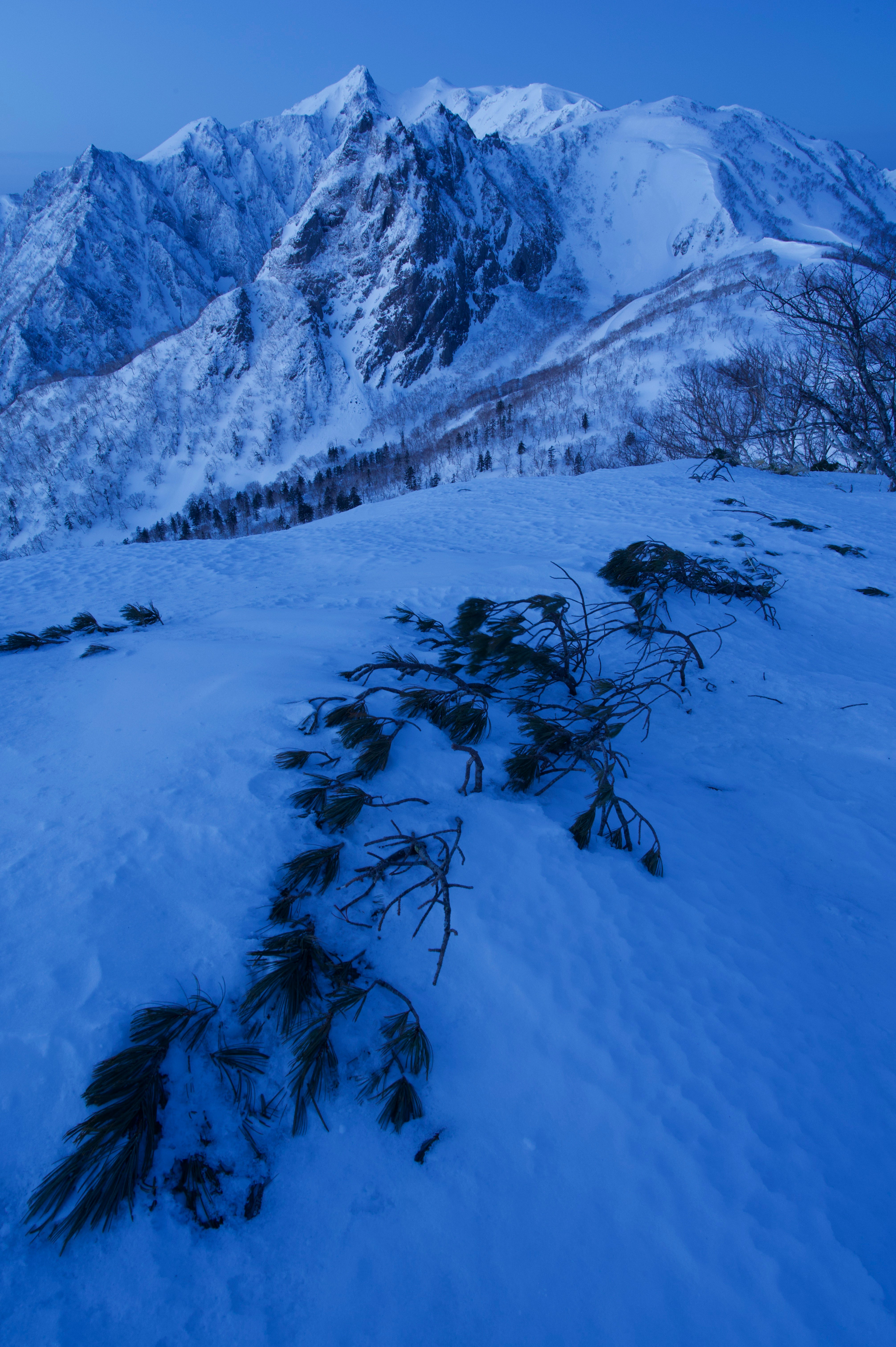 雪原に広がる低木と遠くの山並み