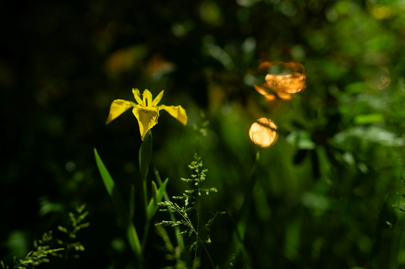 Primo piano di un fiore giallo vibrante su uno sfondo scuro con foglie verdi e luci sfocate