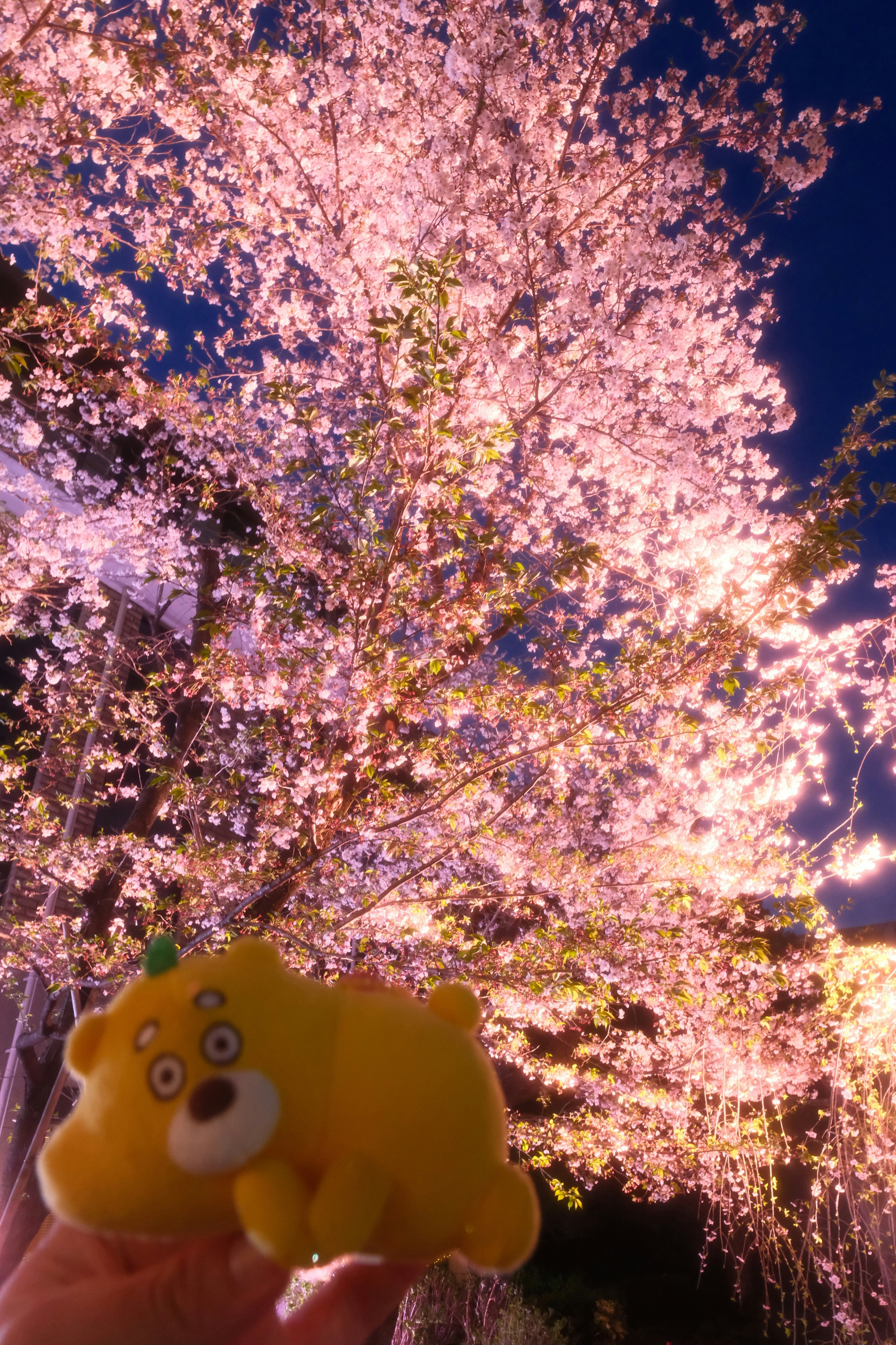 広島市の縮景園でライトアップされた桜の木とぬいぐるみ