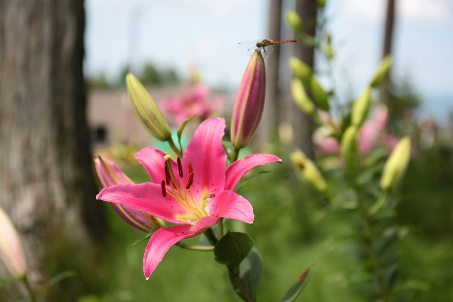Close-up bunga lily pink yang mekar dengan tunas terlihat