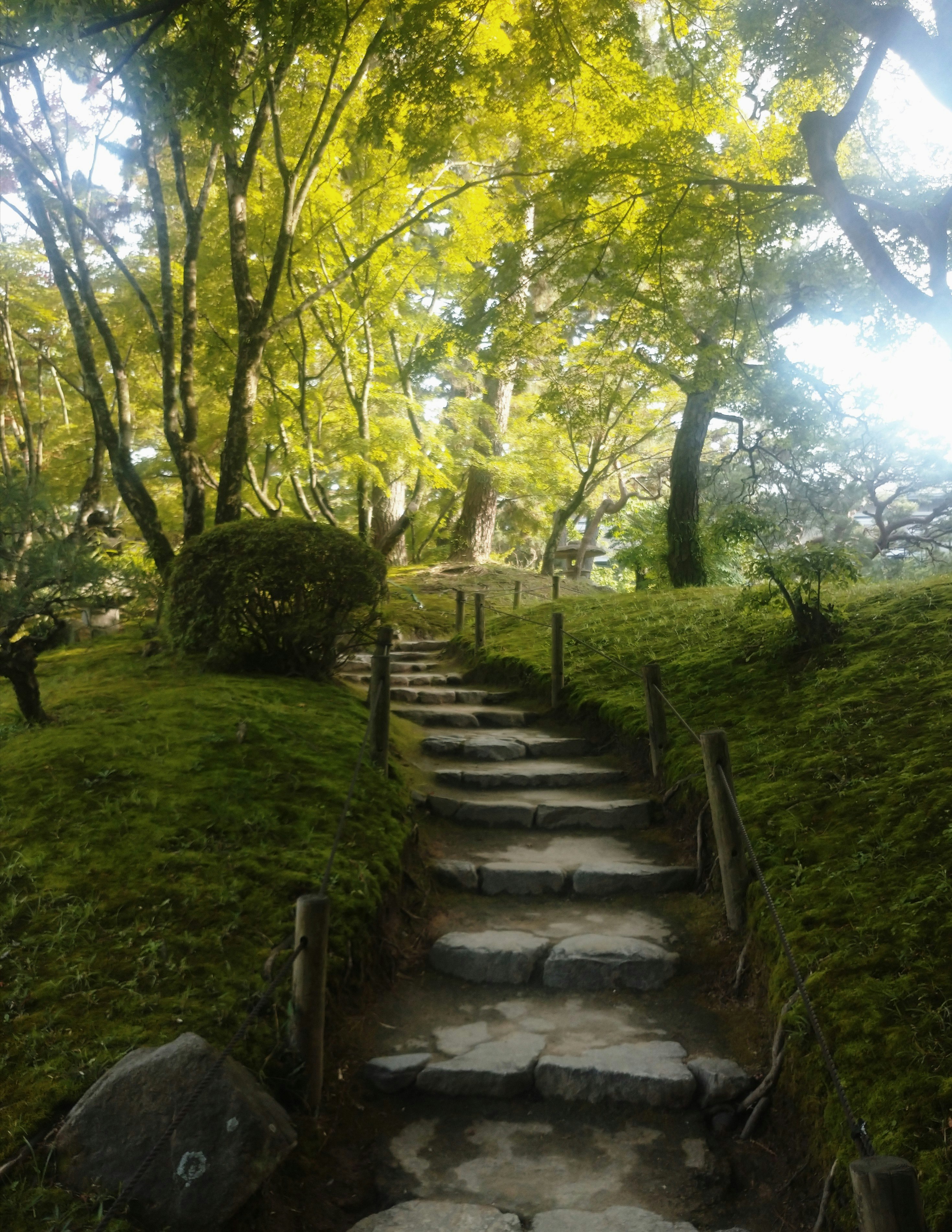 木々に囲まれた小径の石段と緑の庭