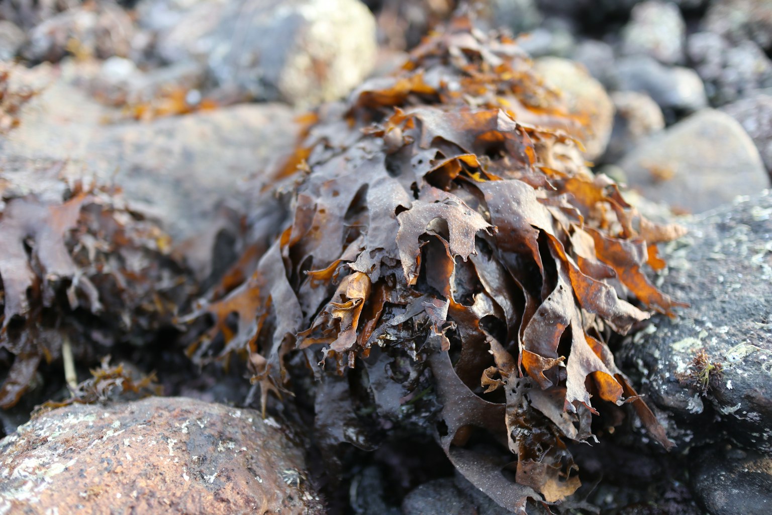 Alghe su rocce in un ambiente naturale