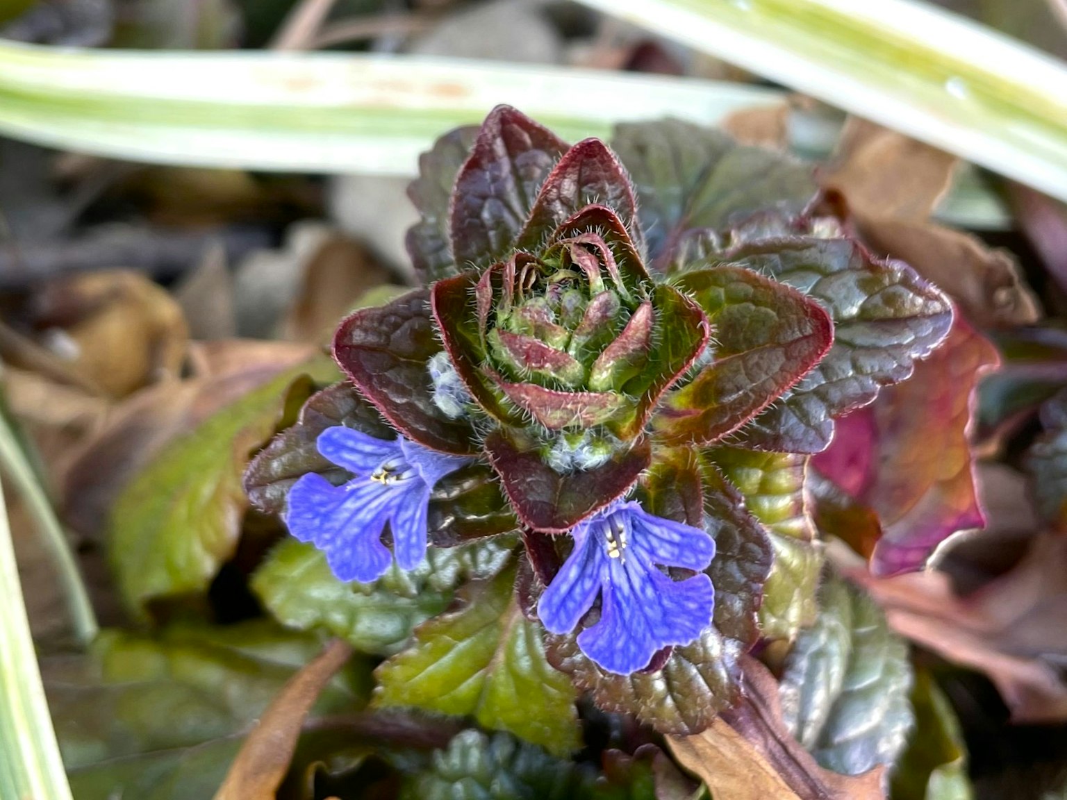 Una planta con hojas verdes y rojo púrpura que presenta pequeñas flores azules