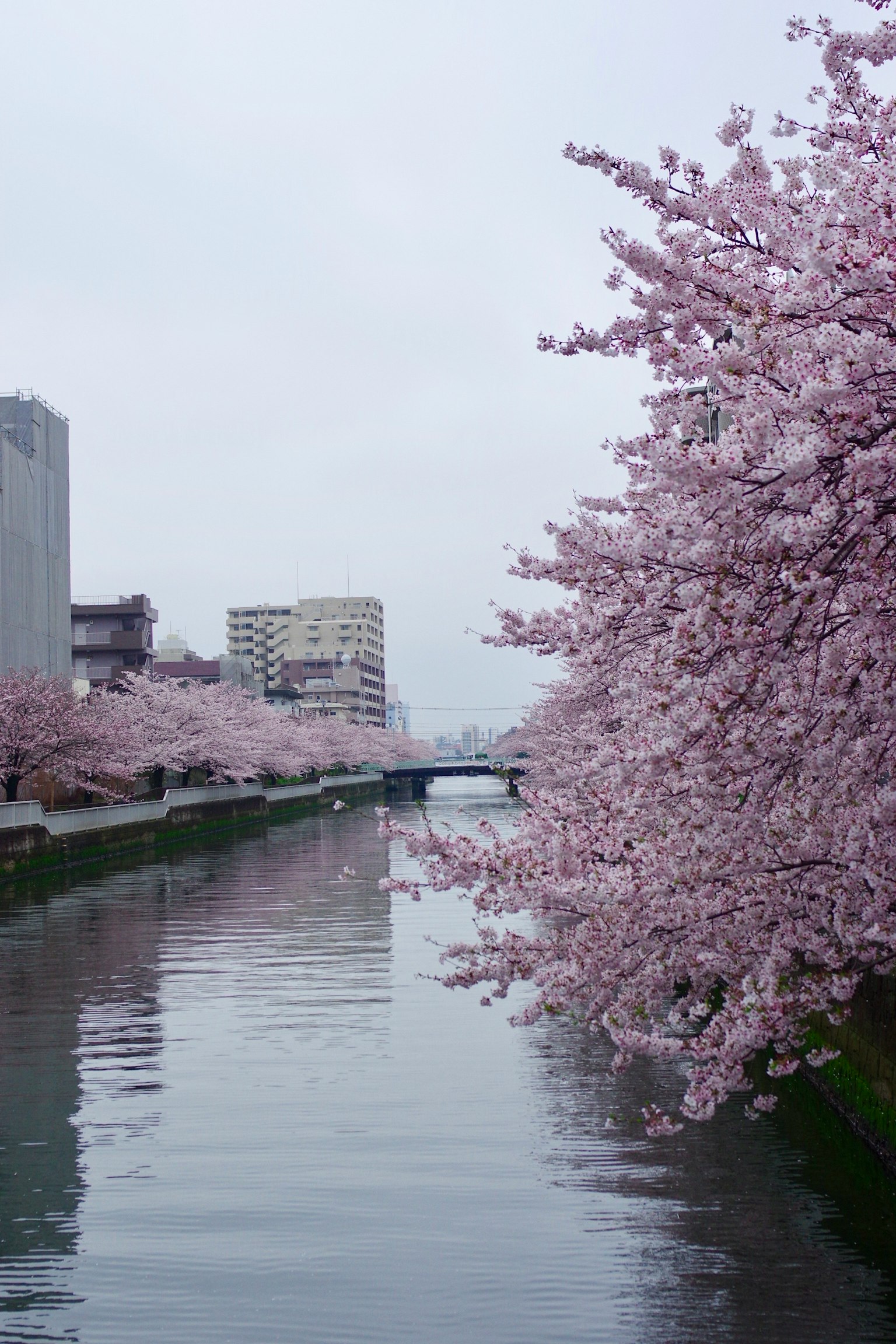 Árboles de cerezo en flor a lo largo de un río con edificios de la ciudad al fondo