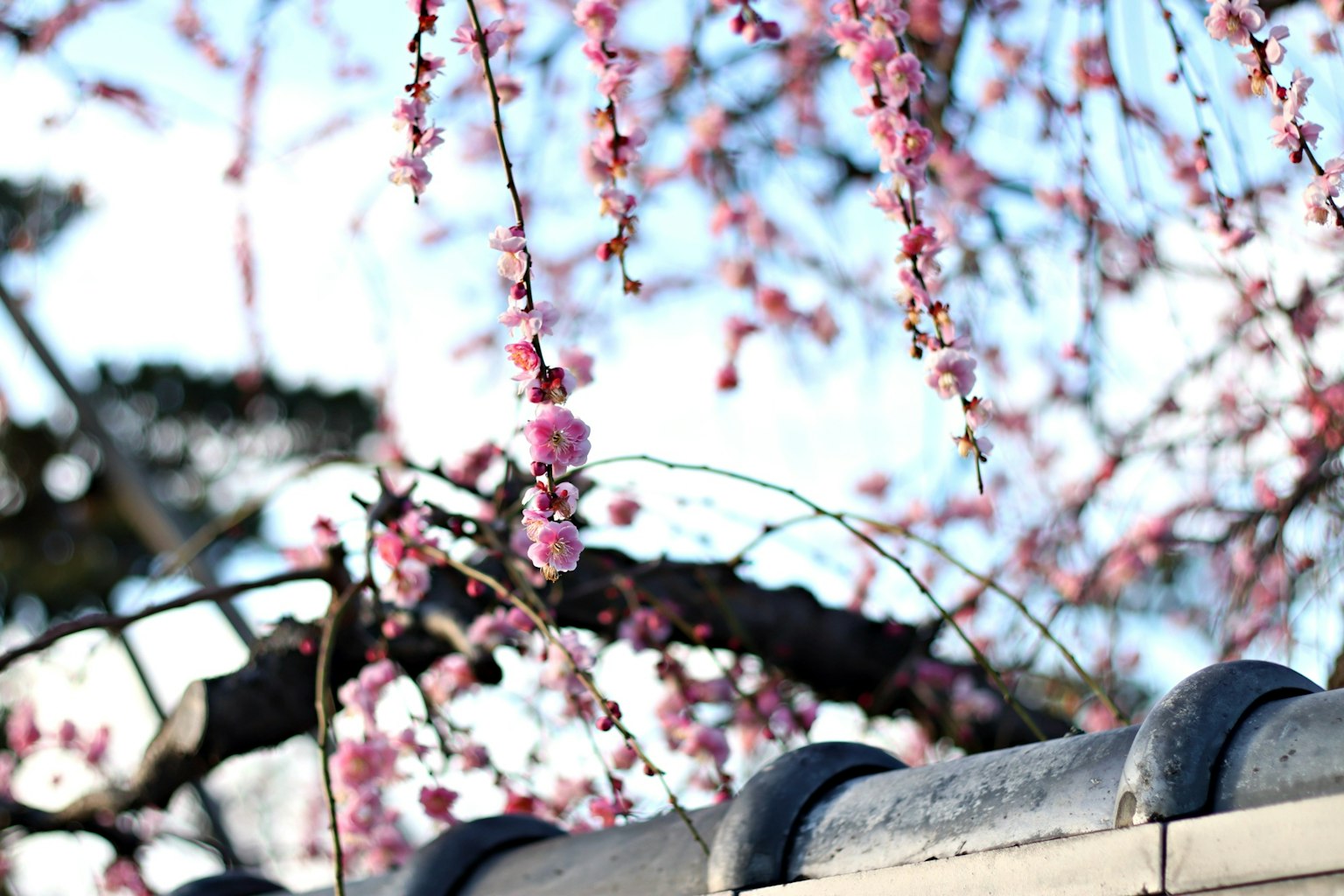 Cabang bunga sakura menggantung di atas atap tradisional