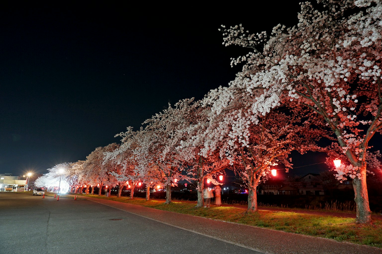 Jalan dengan pohon sakura yang diterangi di malam hari