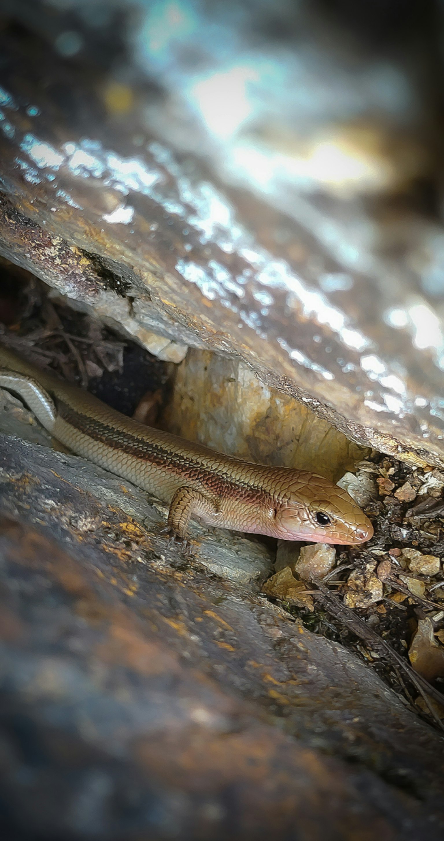 Image of a small lizard-like creature hiding in a rock crevice
