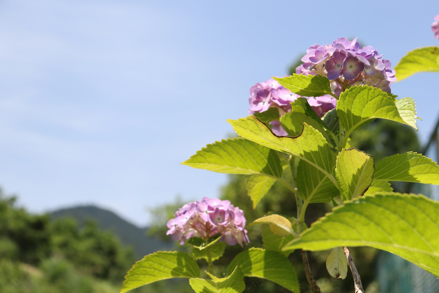 Nahaufnahme einer Pflanze mit lila Blumen und grünen Blättern