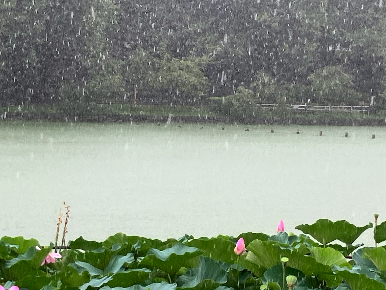 雨の中の池と蓮の花が見える風景