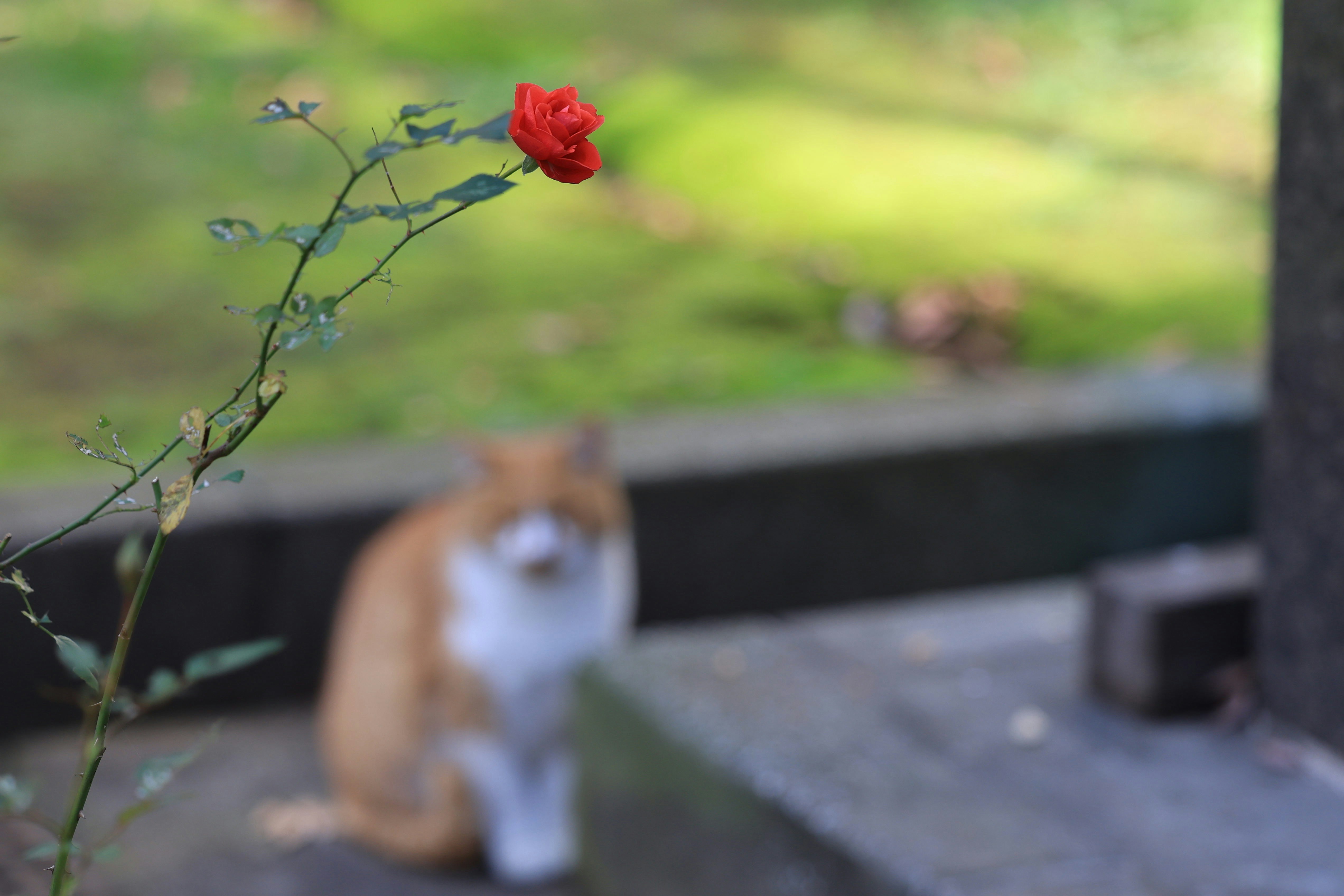 庭のベンチに置かれた花とボケた人物