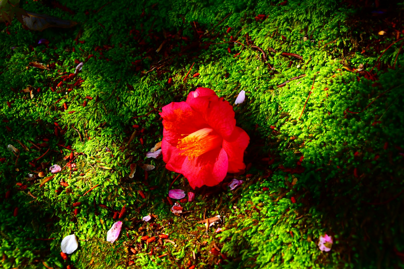 Una flor roja vibrante sobre musgo verde exuberante con pétalos caídos alrededor